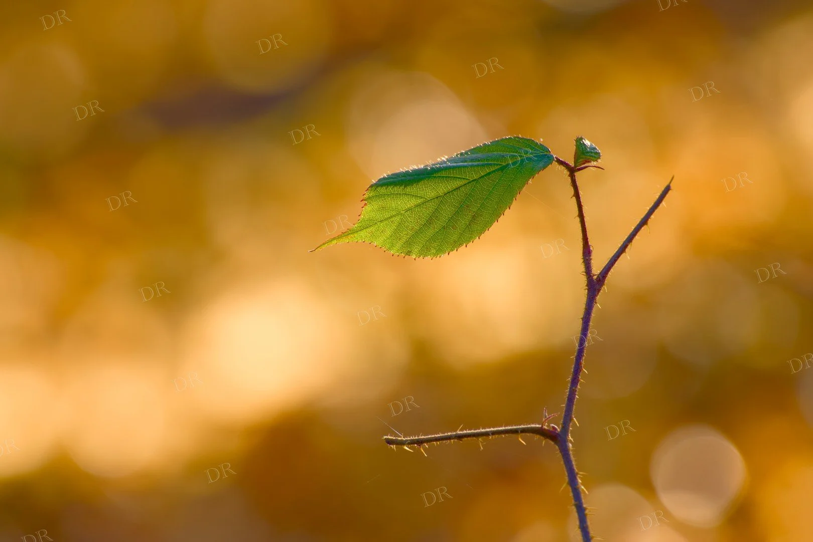 green-leaf-macro-warm-golden-sunlight-wm.jpg
