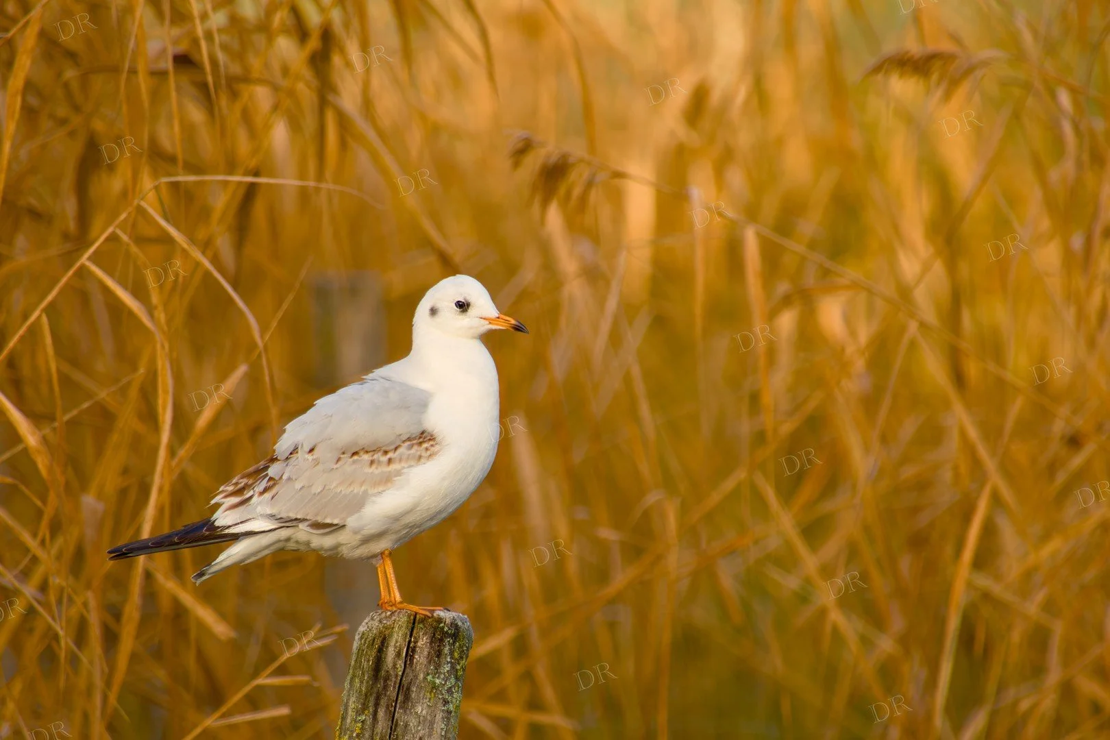black-headed-gull-golden-reeds-wm.jpg