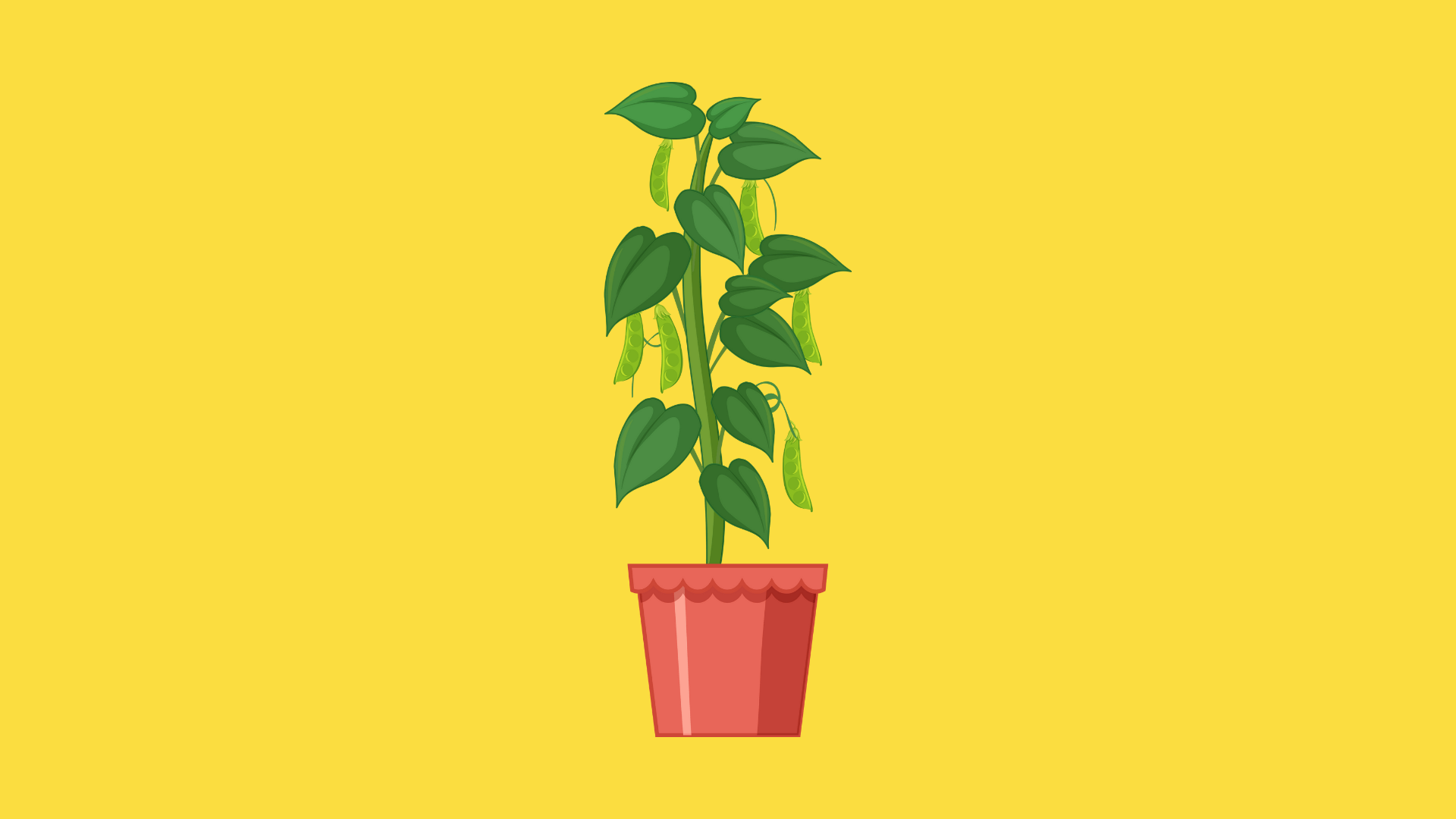 Plant a Beanstalk