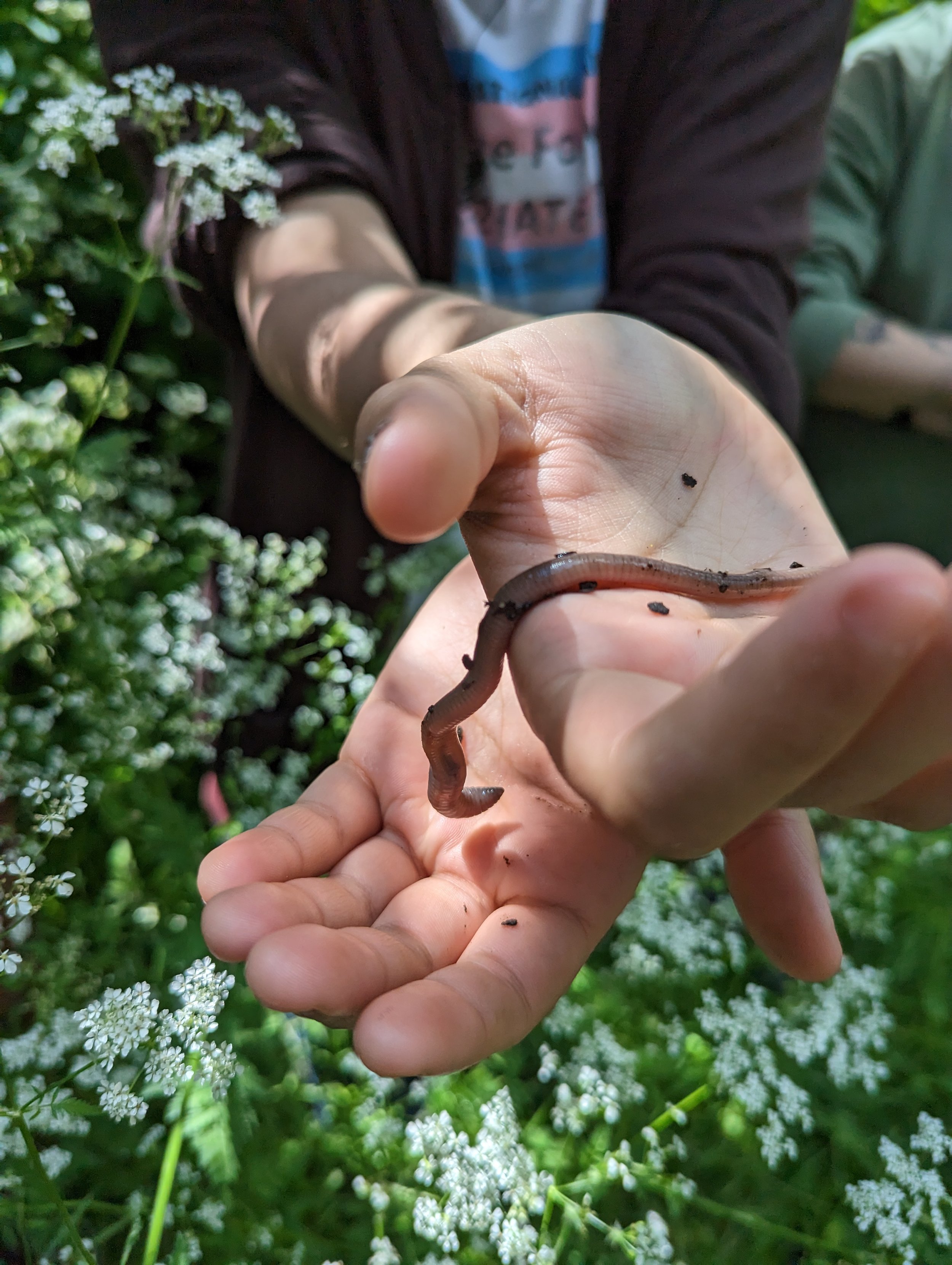picture of hands holding a worm surrounded by a lush green garden