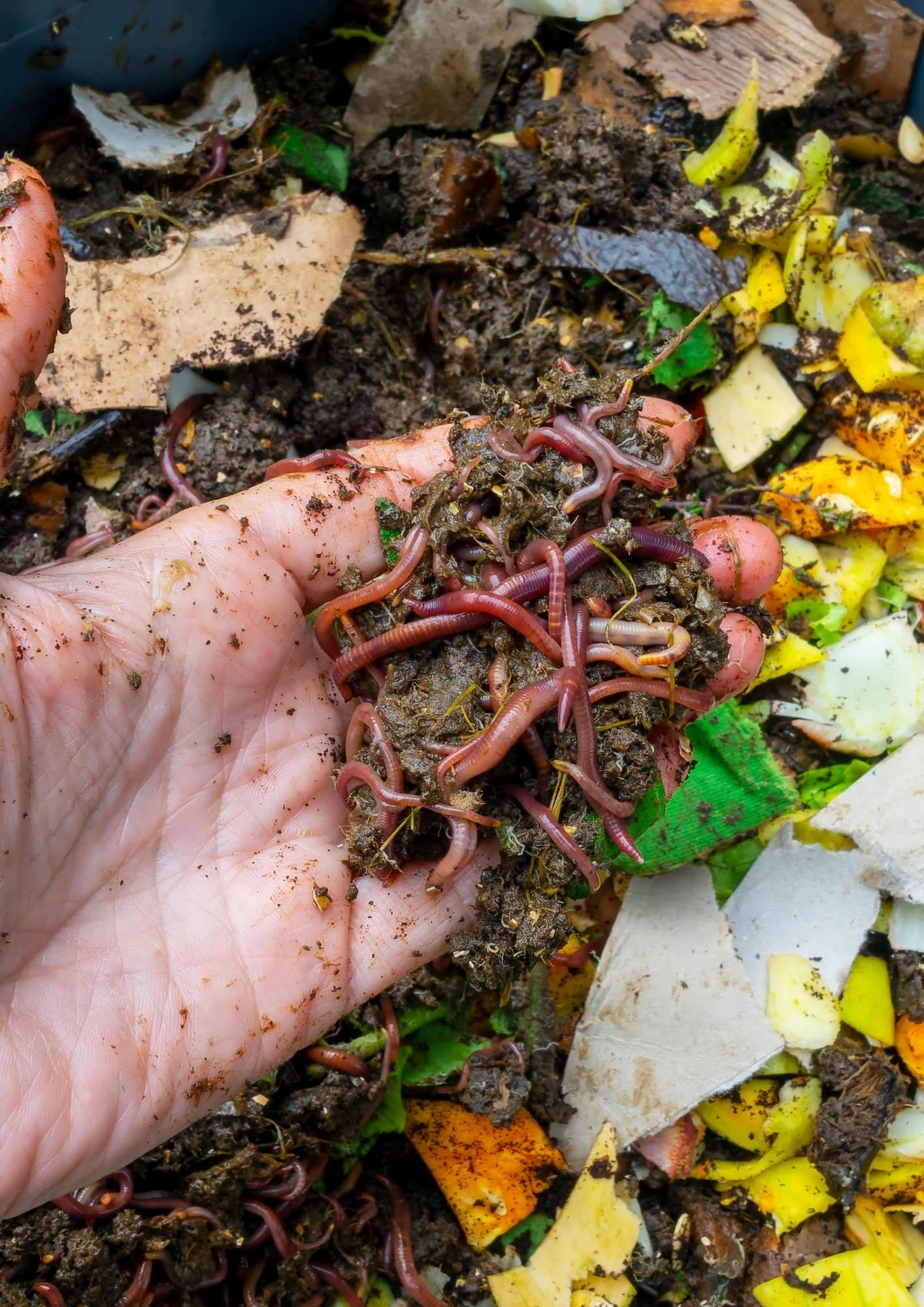 Build Your Own Wormery