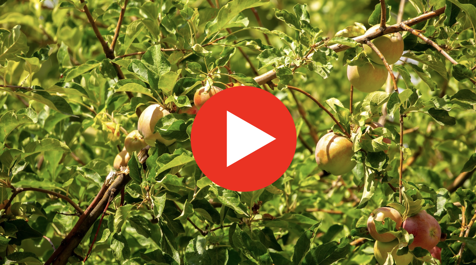 An apple orchard