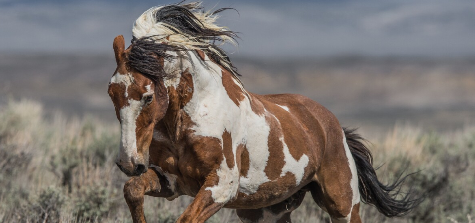 Image of a brown and white horse running through fields