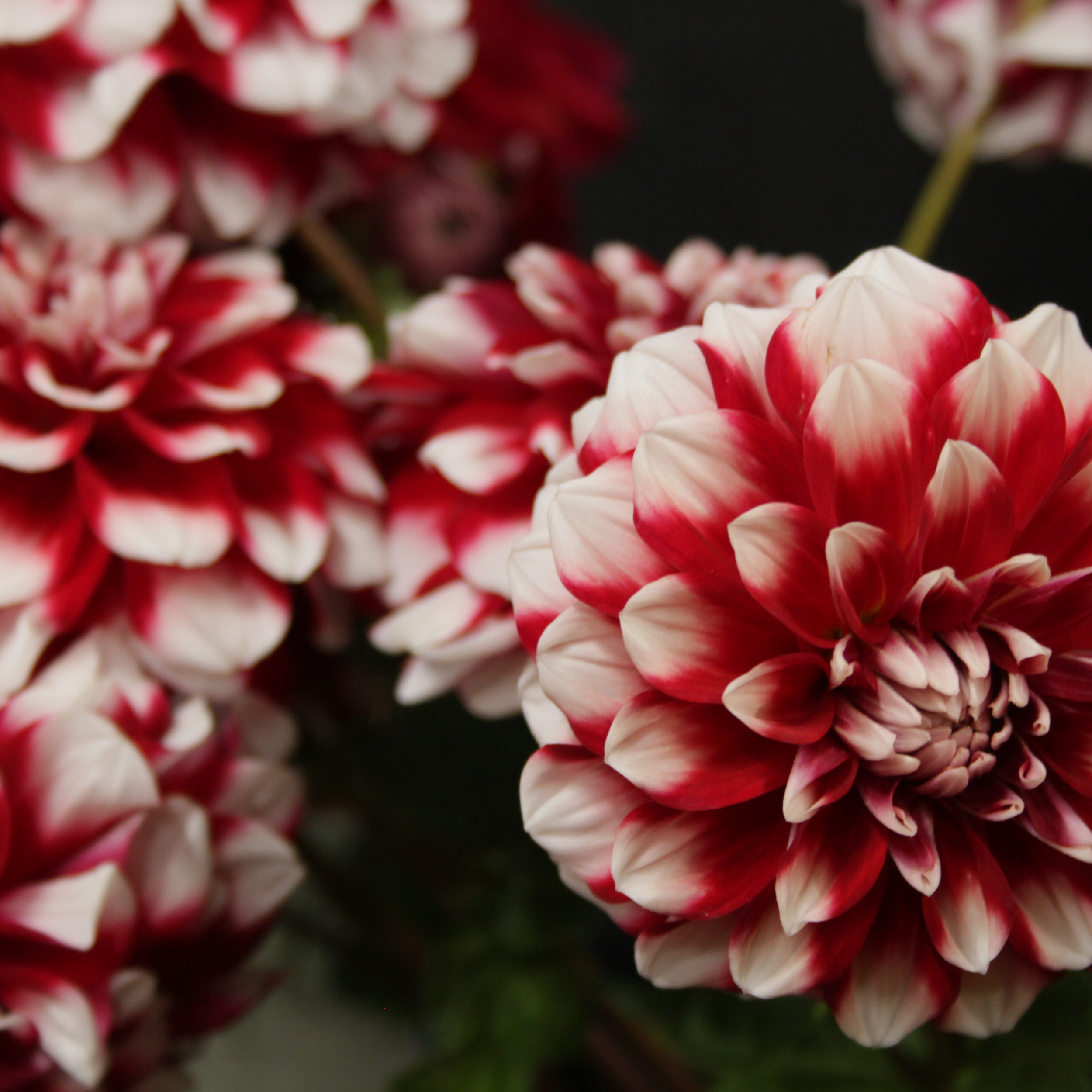 Close up image of a red and white colored dahlia flower