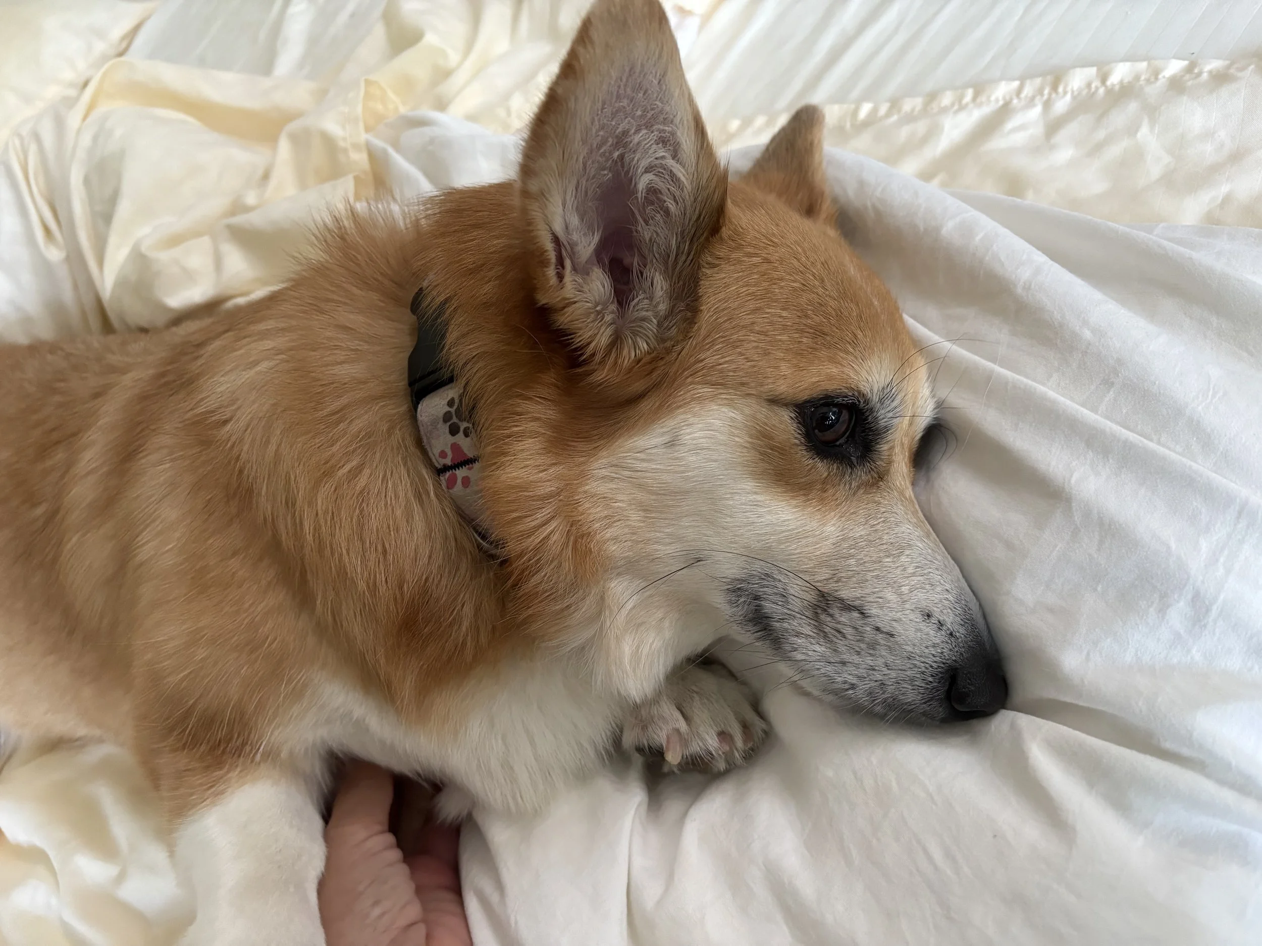 Biscuit's Favorites Sampler Box