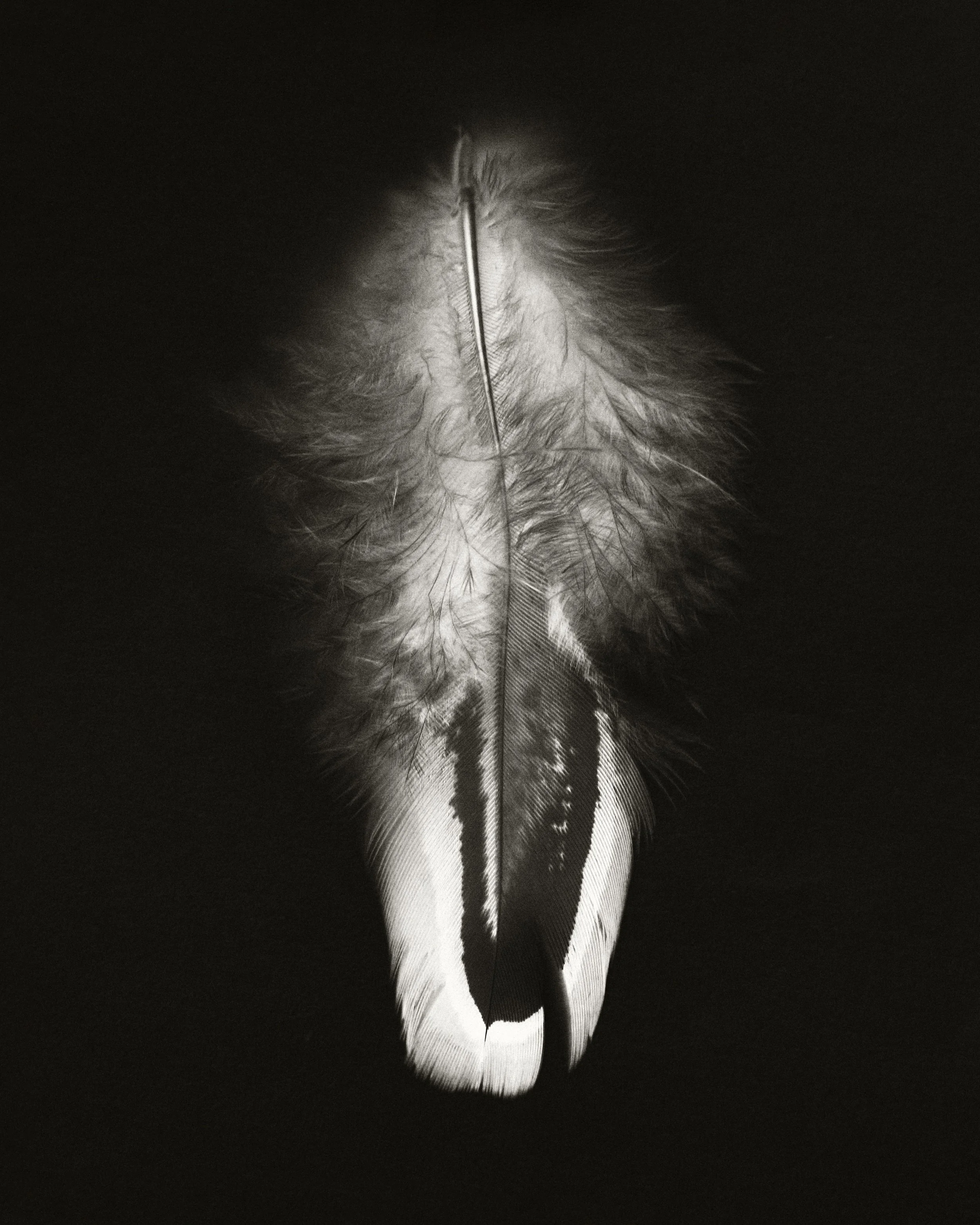 THE BIRDLADY 18.jpg