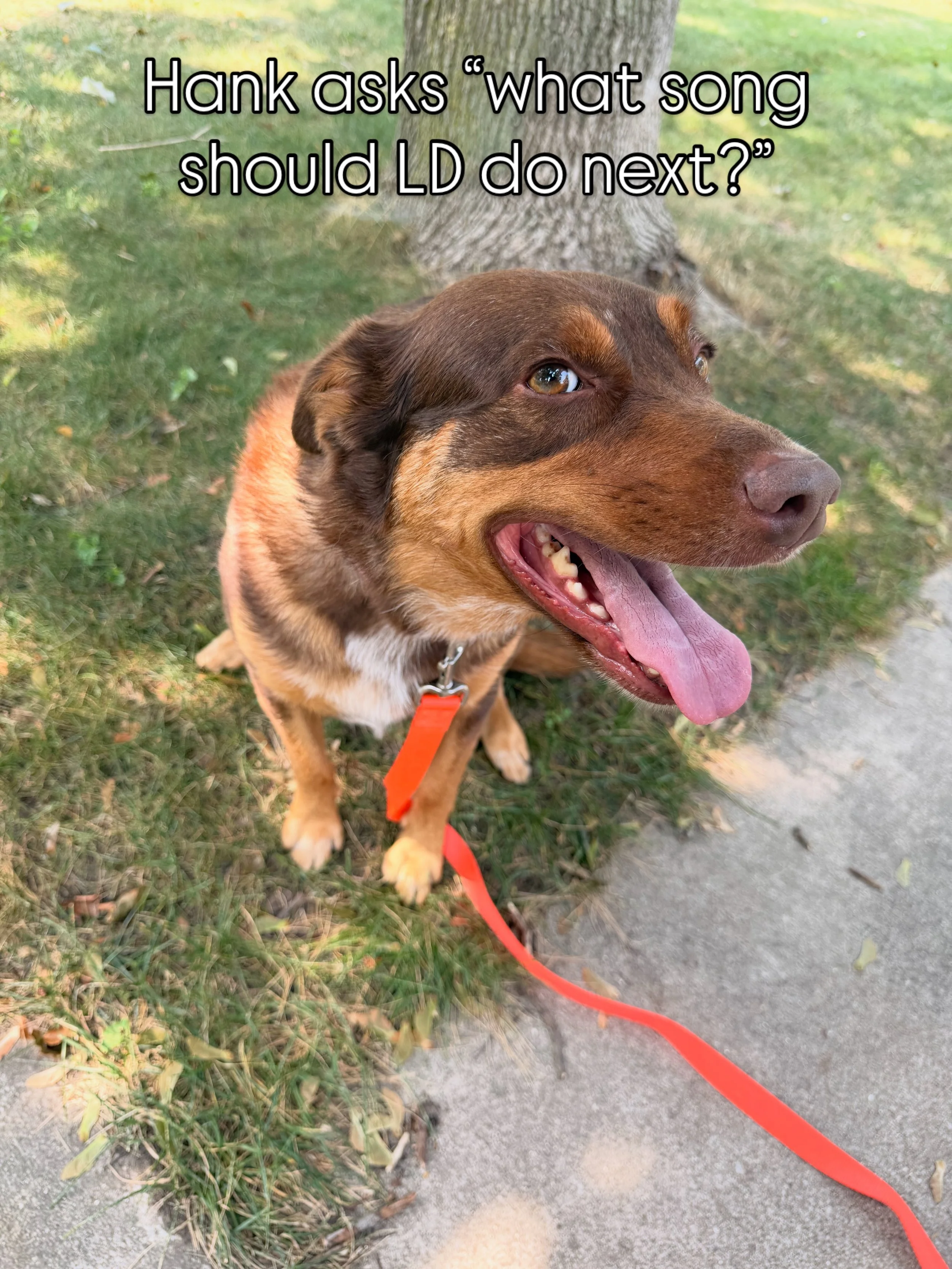 What song do you want Little Dipper to play next?