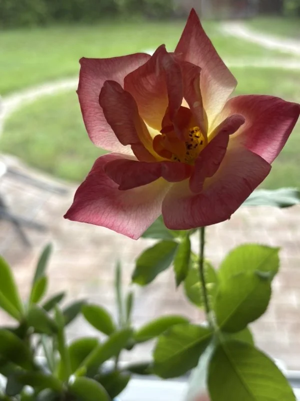 Don’t Live to Bloom: Live to Grow and Bear Fruit.