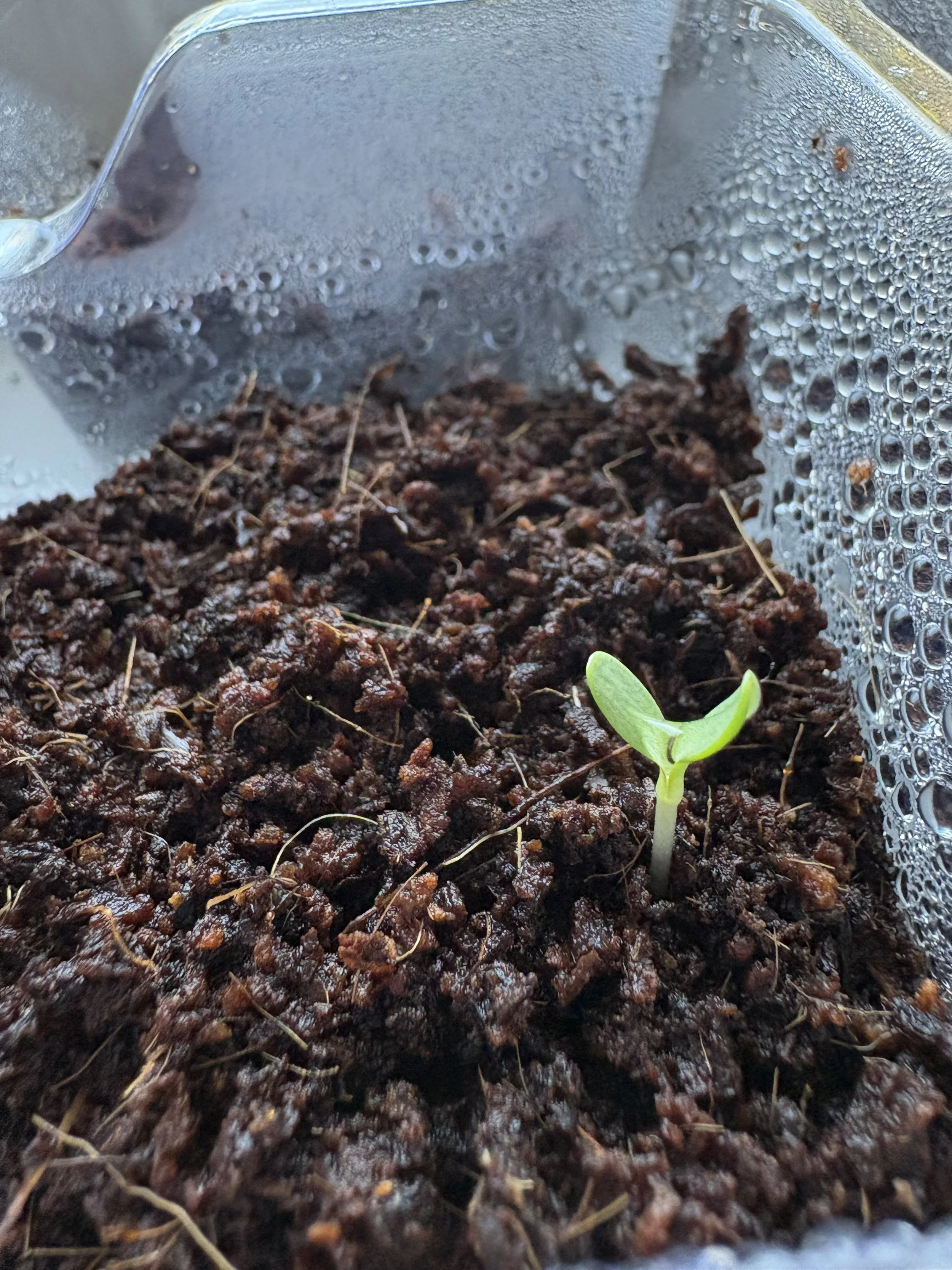 Dream Bigger &amp; Remember