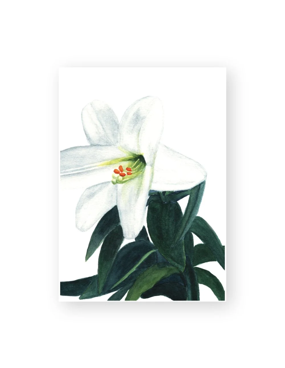 "Resurrection" Watercolor Easter Lily Archival Quality Art Print, 5x7 Inches