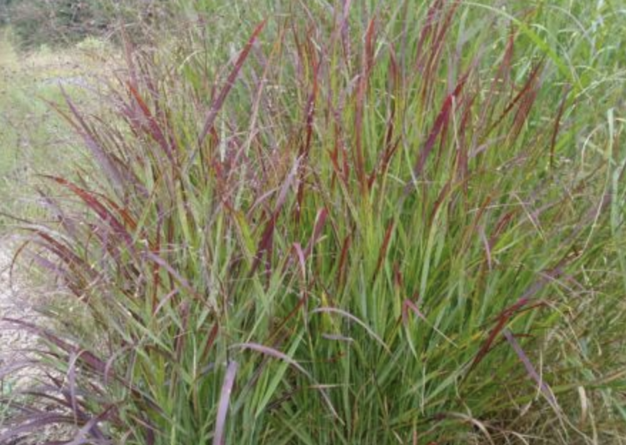 Screenshot 2026-04-17 at 8.53.08 AM.png