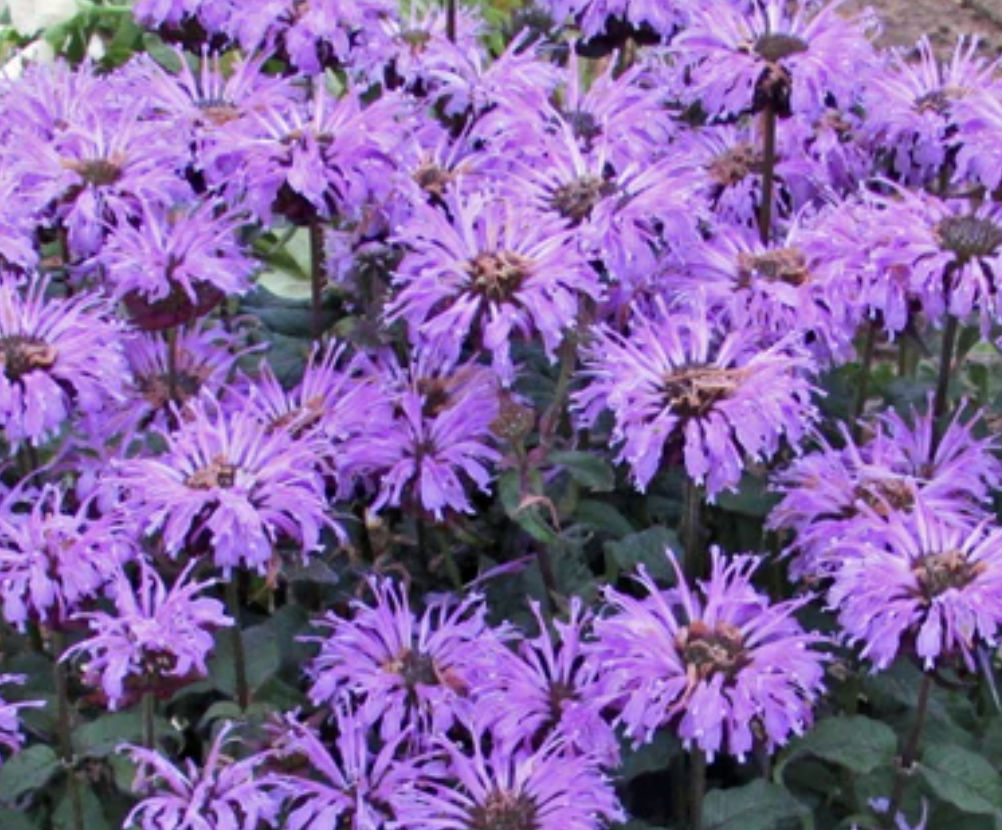 Blue Moon Bee Balm