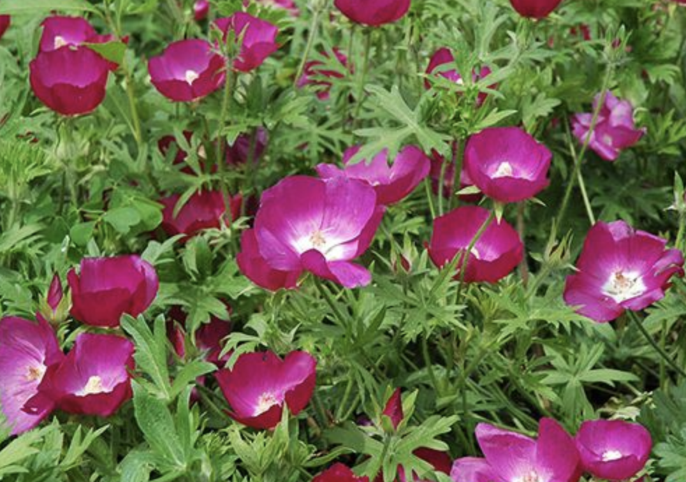 Screenshot 2026-04-16 at 6.25.00 PM.png