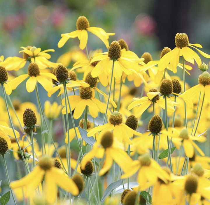 Screenshot 2026-04-17 at 8.47.29 AM.png