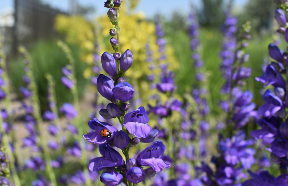 Rocky Mountain Penstemon