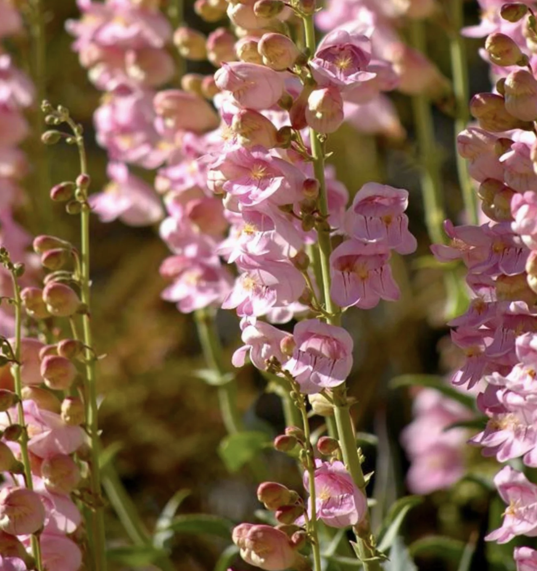 Palmer's Penstemon