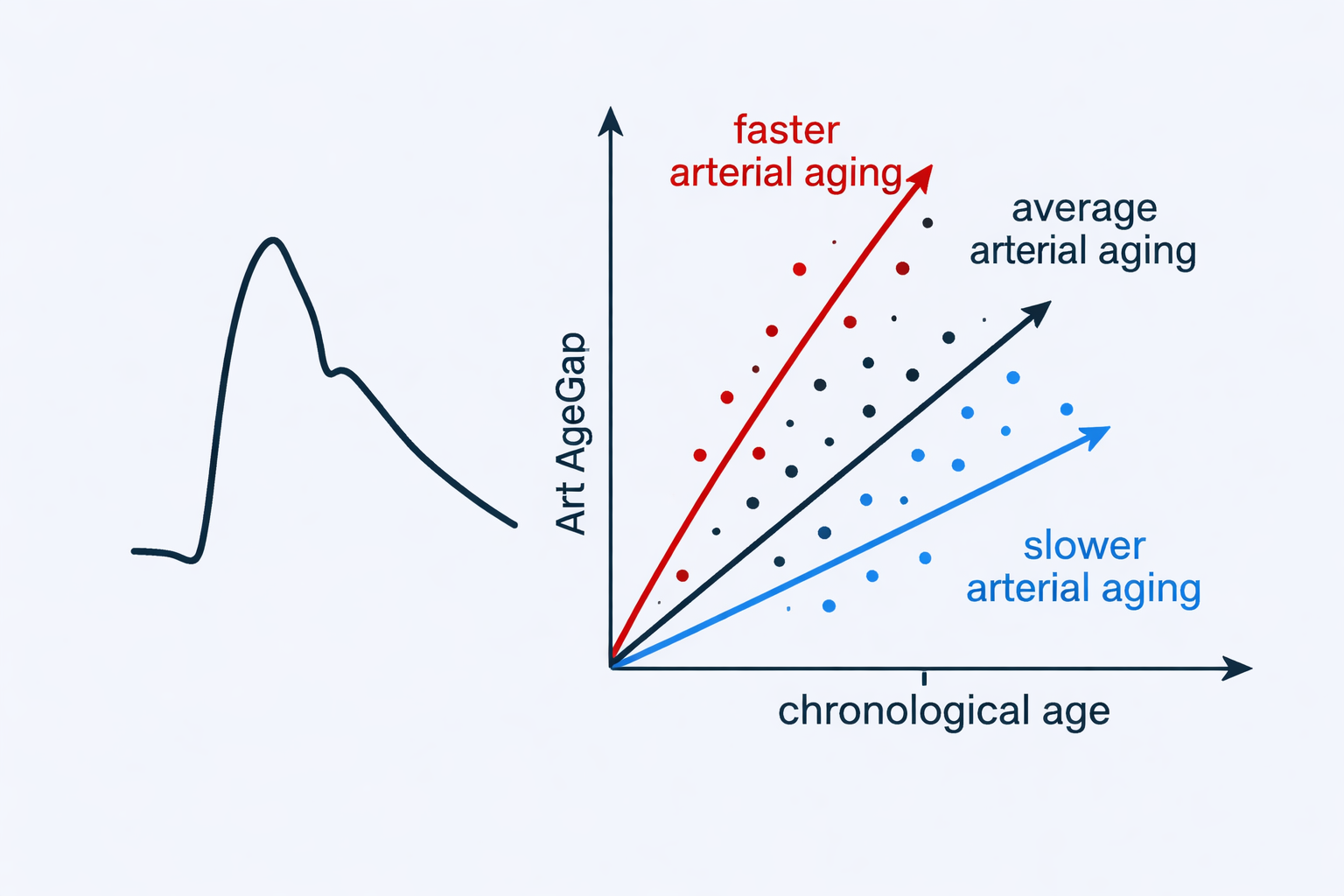 A new vascular aging clock developed by our lab