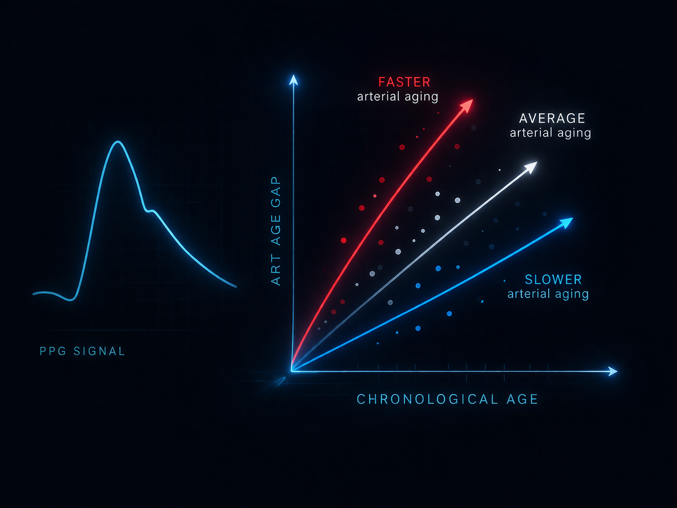 A new photoplethysmography-based arterial aging clock developed by our lab