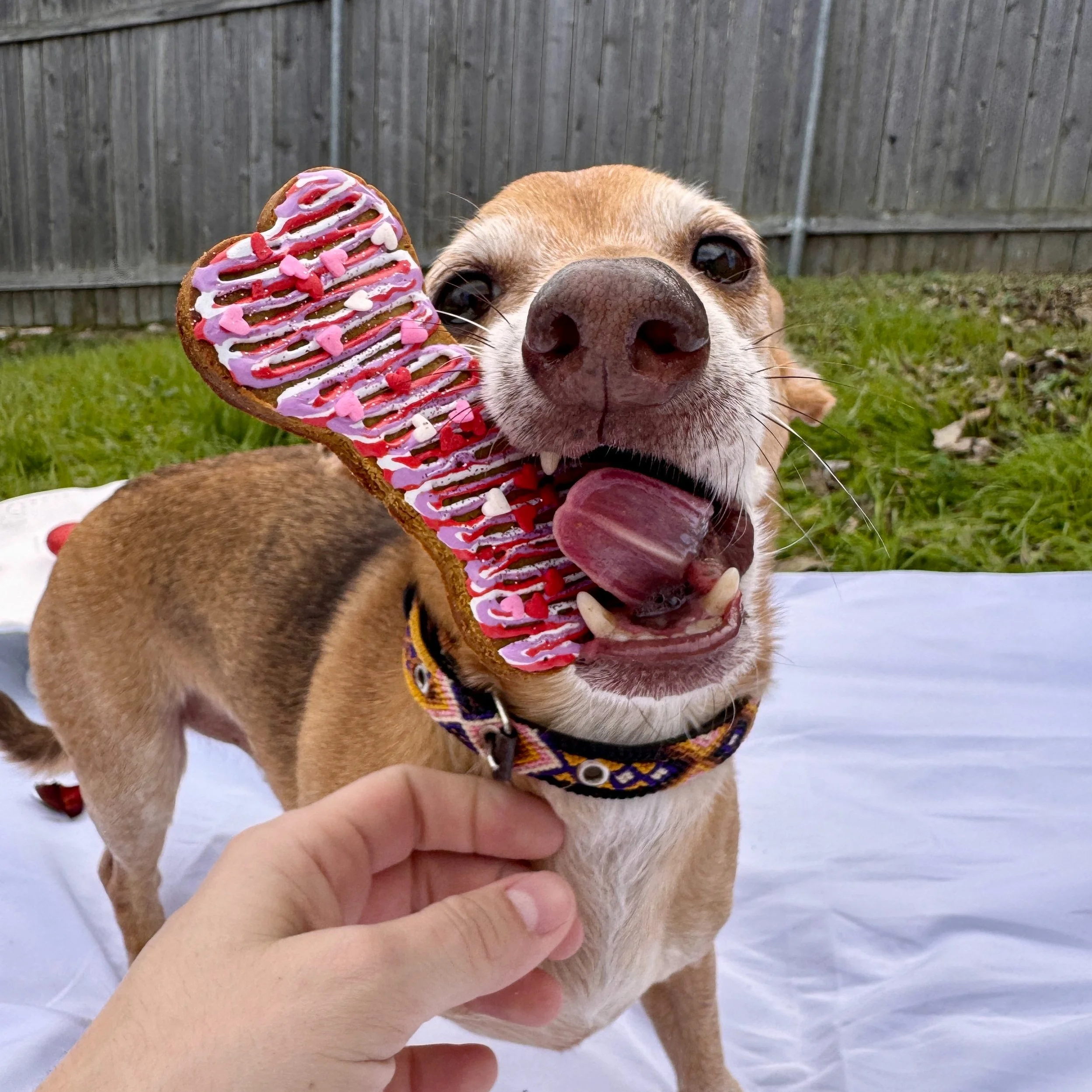 A happy brown dog with a patterned collar holding a decorated heart-shaped cookie in its mouth, outdoors with green grass and a wooden fence in the background.