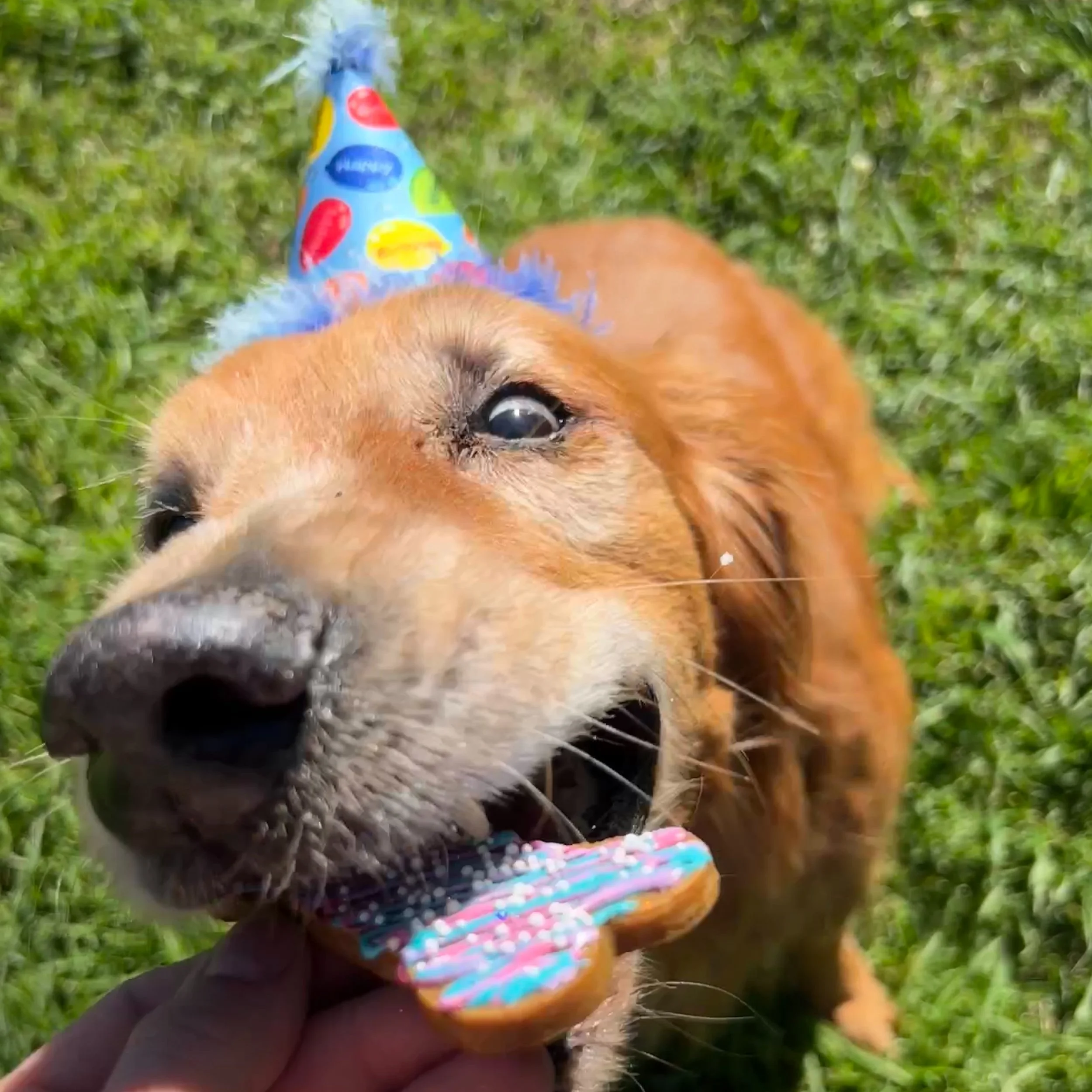 A golden retriever wearing a birthday hat enjoys licking a colorful, sprinkles-covered cookie.