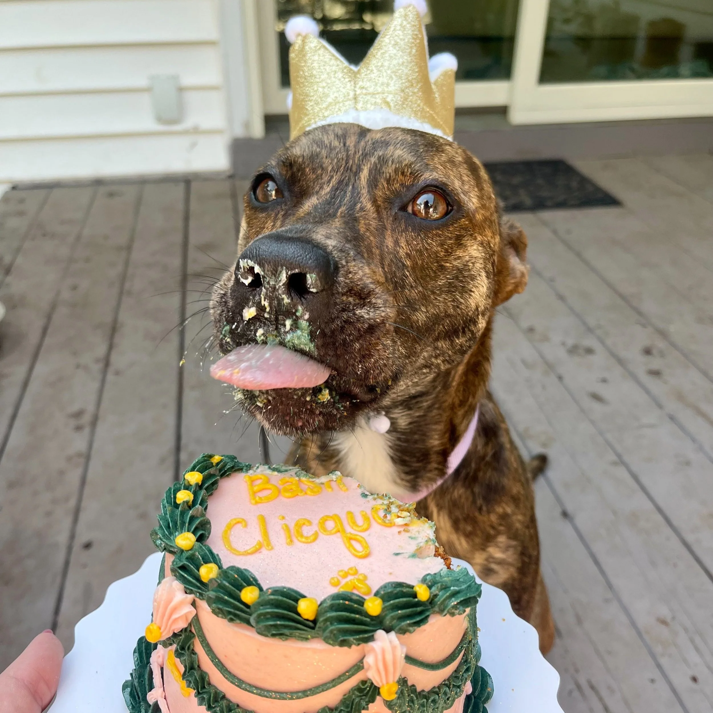 Dog wearing a gold crown headband with a decorated birthday cake in front, with green and pink frosting and yellow decorations, on a wooden deck outside.