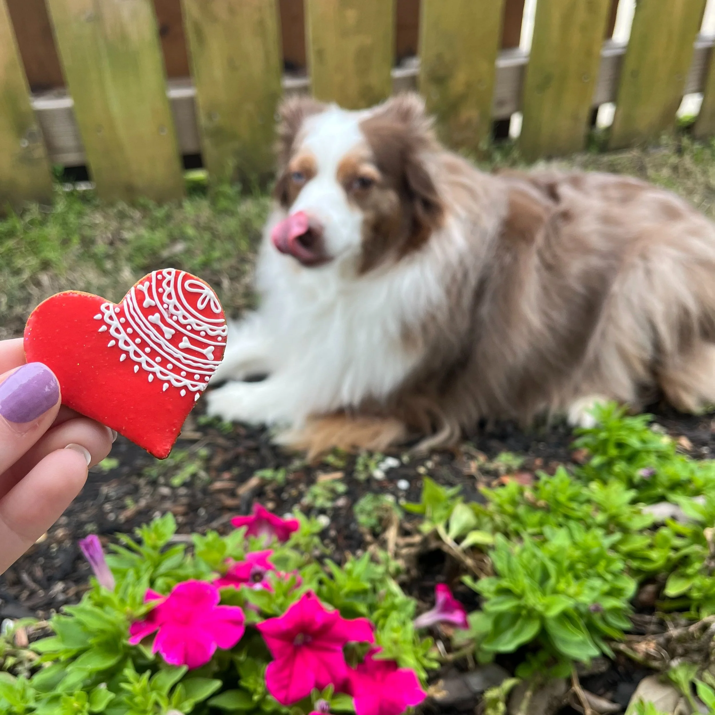 A dog with brown and white fur lying in a garden with green plants and pink flowers, looking at a heart-shaped cookie decorated with white icing patterns, held by a person with purple nail polish.