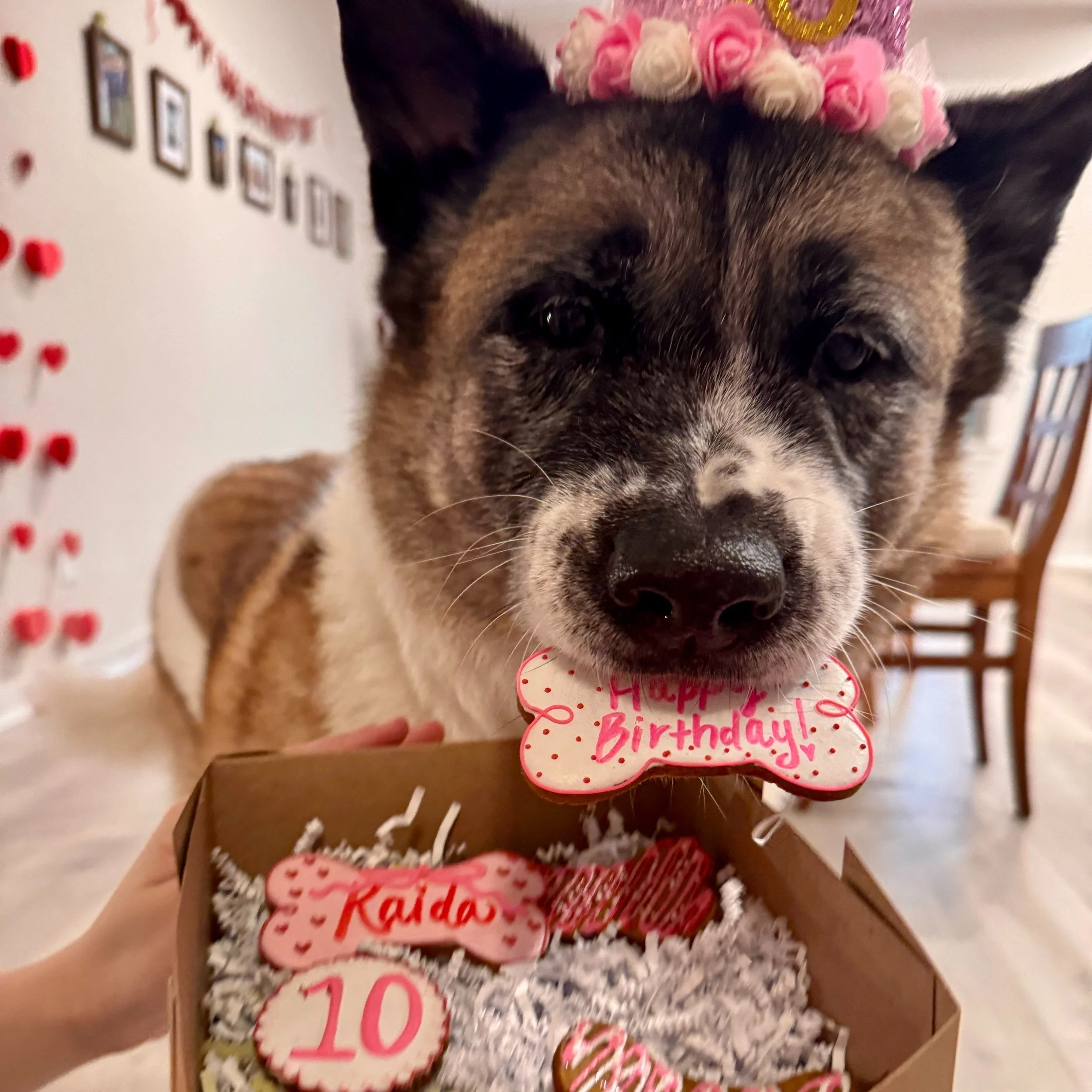 A dog wearing a pink and white flower party hat holding a birthday bone with a message, in a decorated room, holding a box of heart-shaped cookies with birthday messages and decorations.