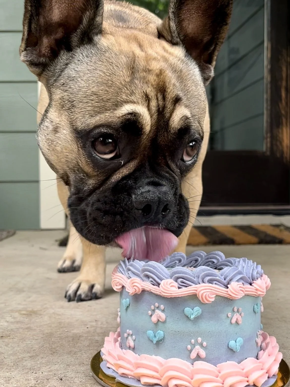 A French Bulldog licking a pastel-colored birthday cake decorated with paw prints and piping, outdoors near a house door.