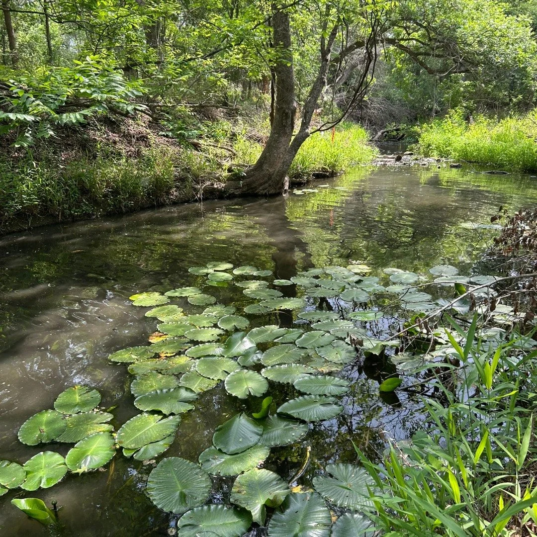 A peaceful creek surrounded by lush green trees and vegetation with lily pads on the water's surface.