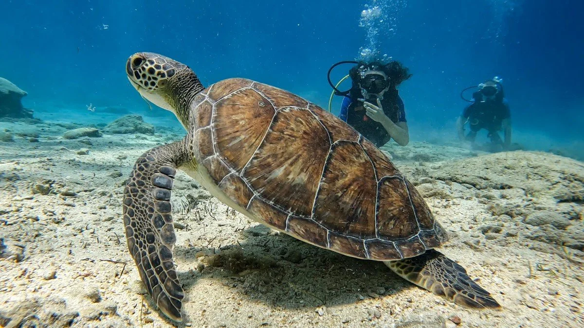 Diving with turtles