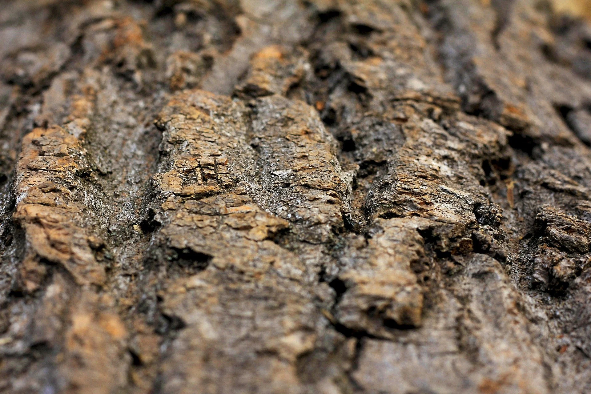 ¿La madera es realmente sustentable?&nbsp;&nbsp;