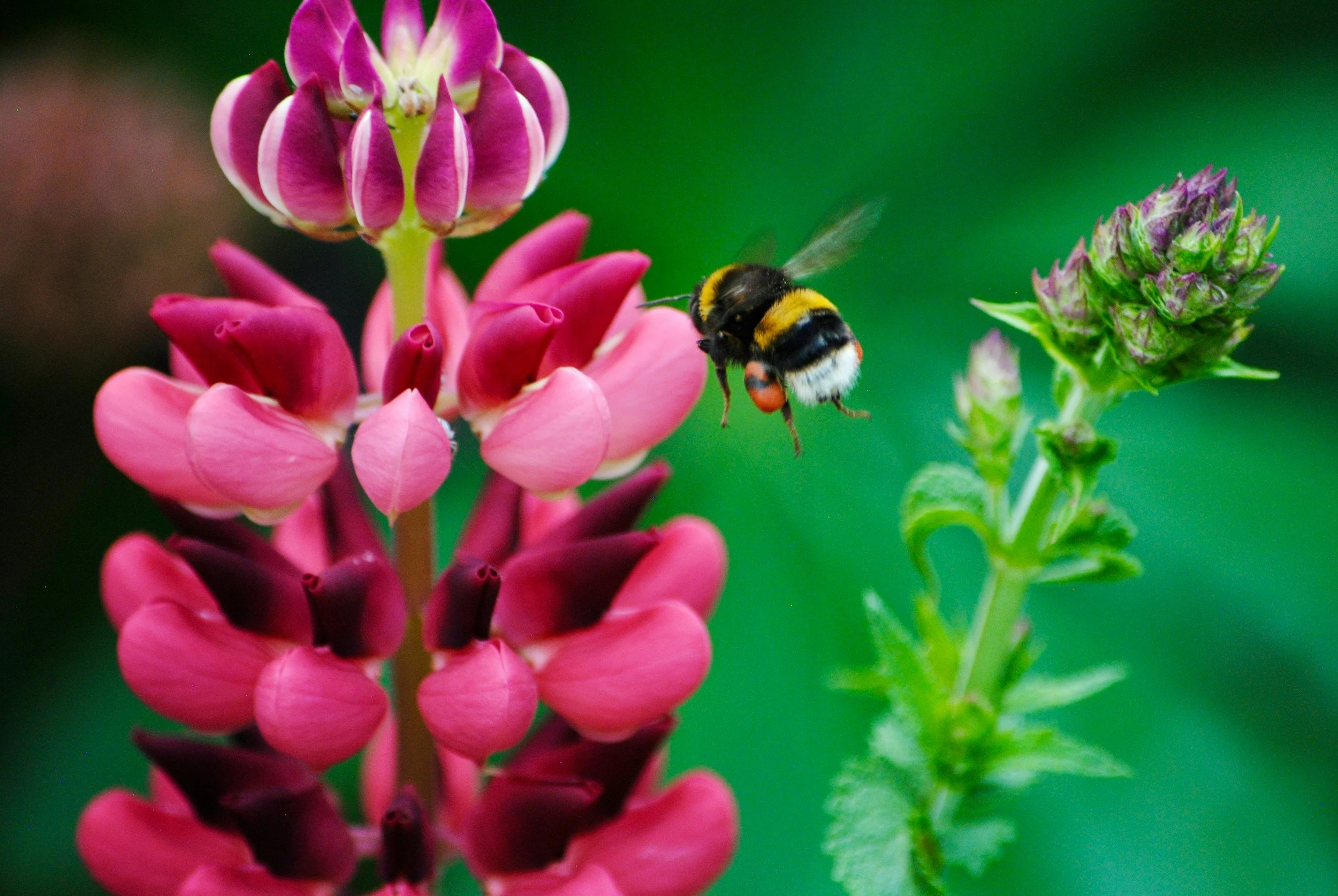 A close-up of a bee flying near pink and purple flowers against a green background.