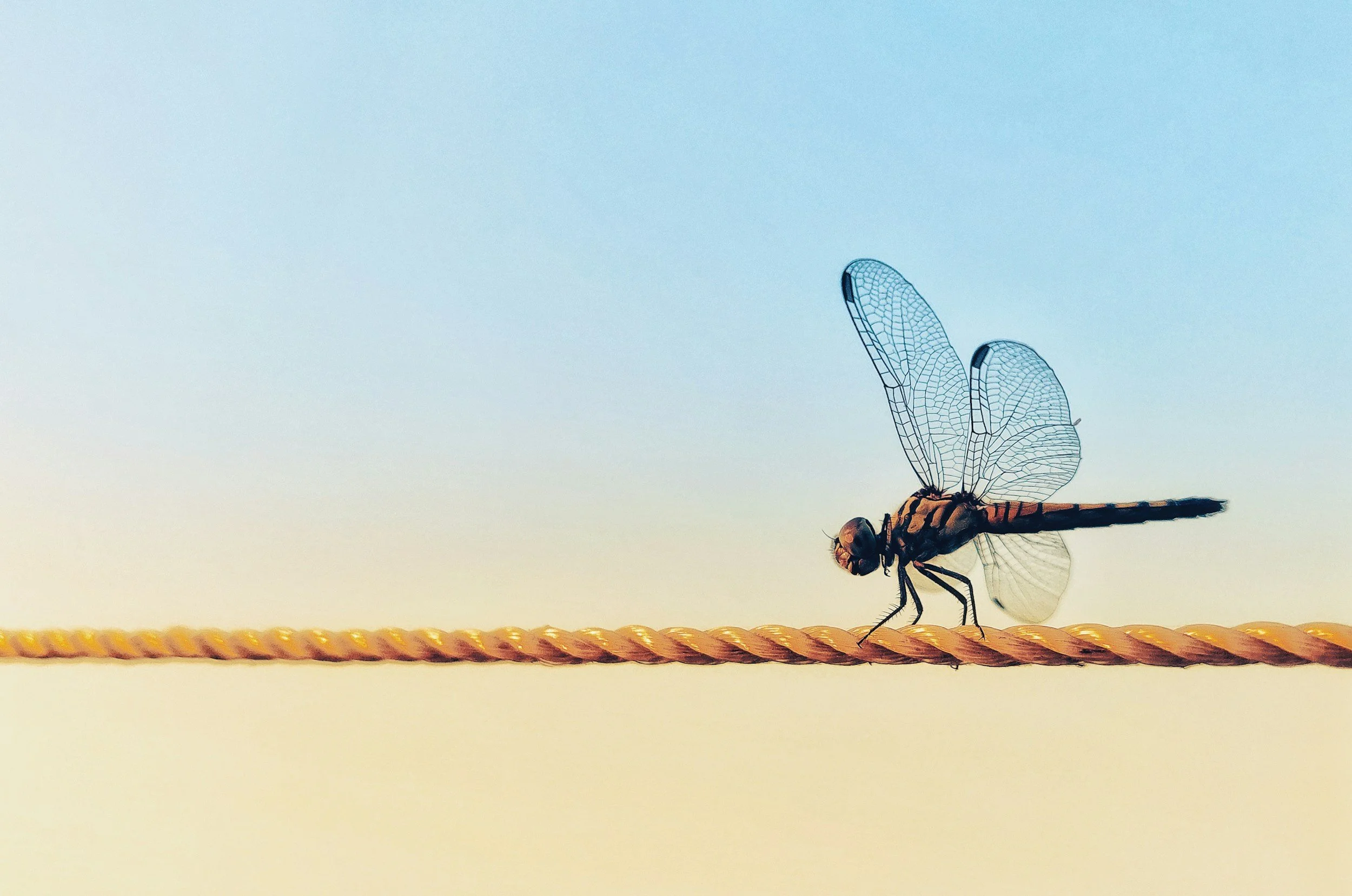 Close-up of a dragonfly perched on a twisted beige rope against a clear sky background.