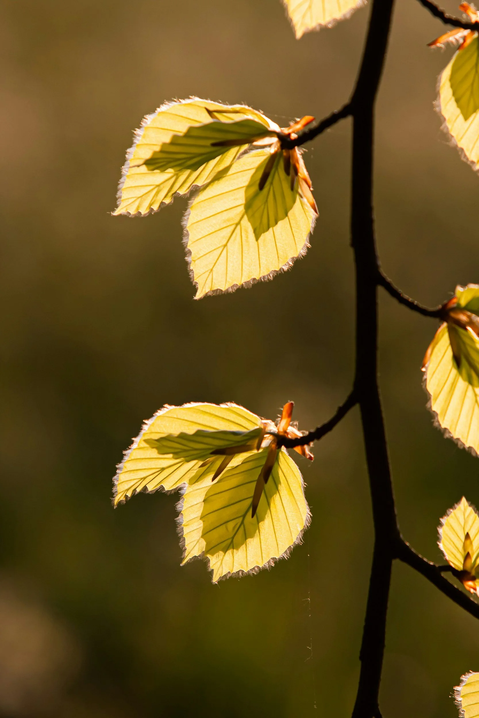 Close-up of yellow-green leaves on a branch, backlit by sunlight, with a blurred natural background.