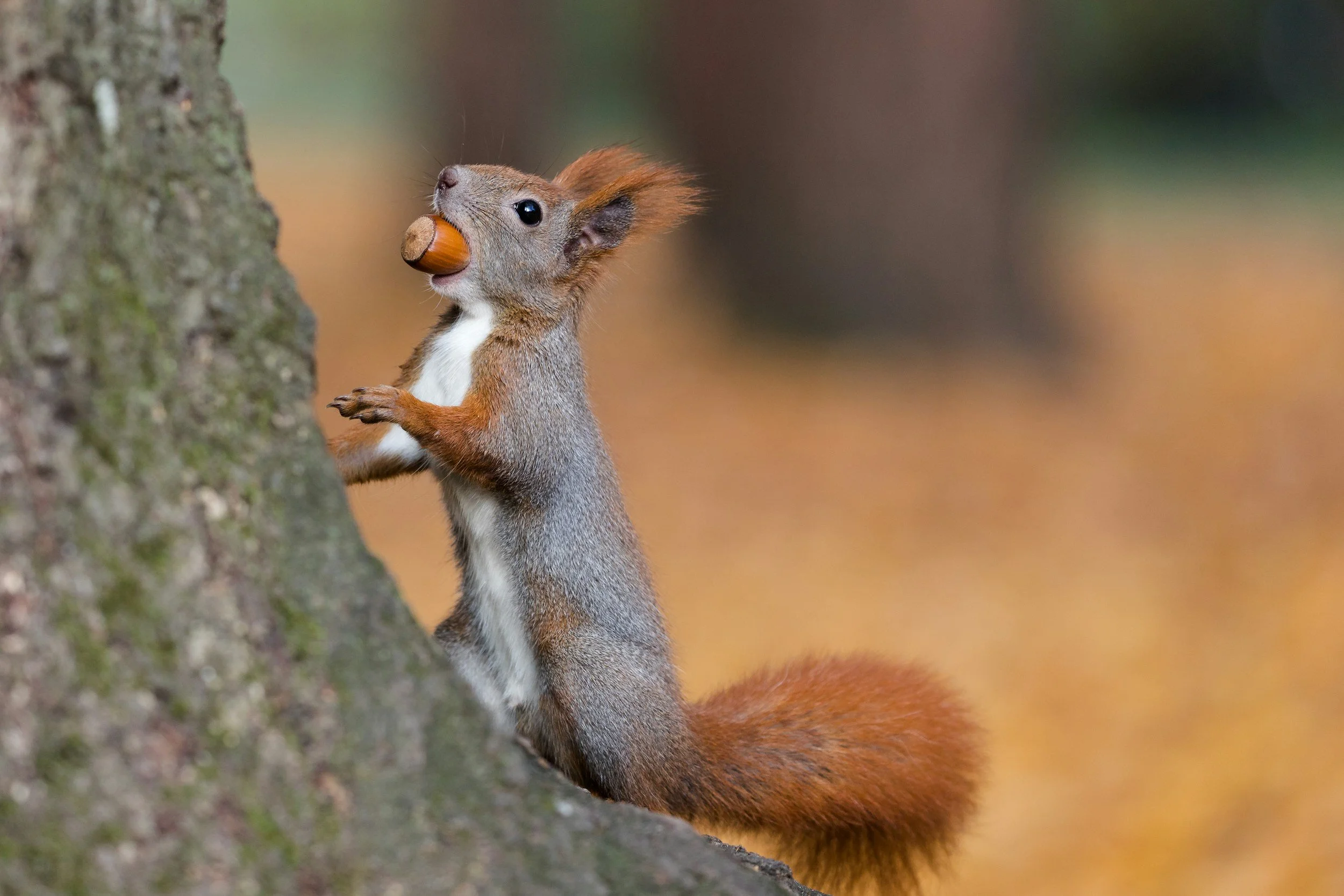 Squirrel holding an acorn in its mouth on a tree trunk in a forest.