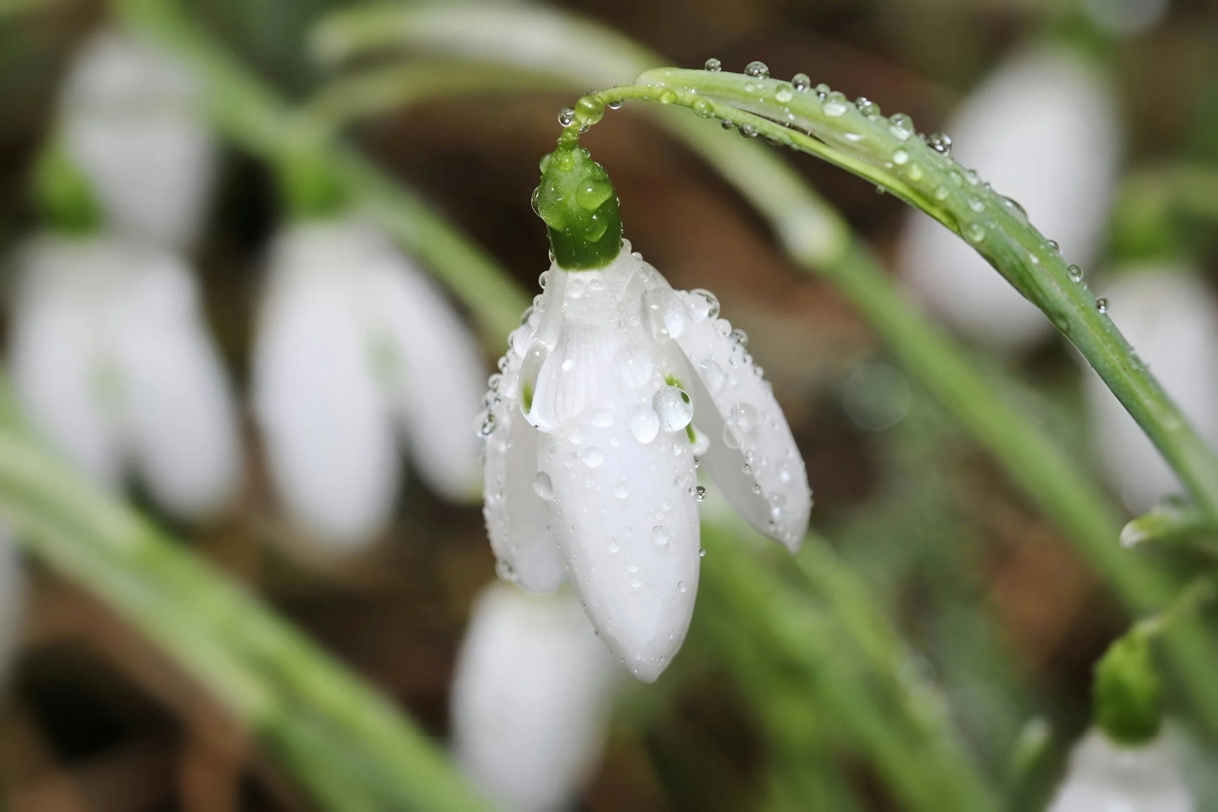 Rewild Yourself (February)