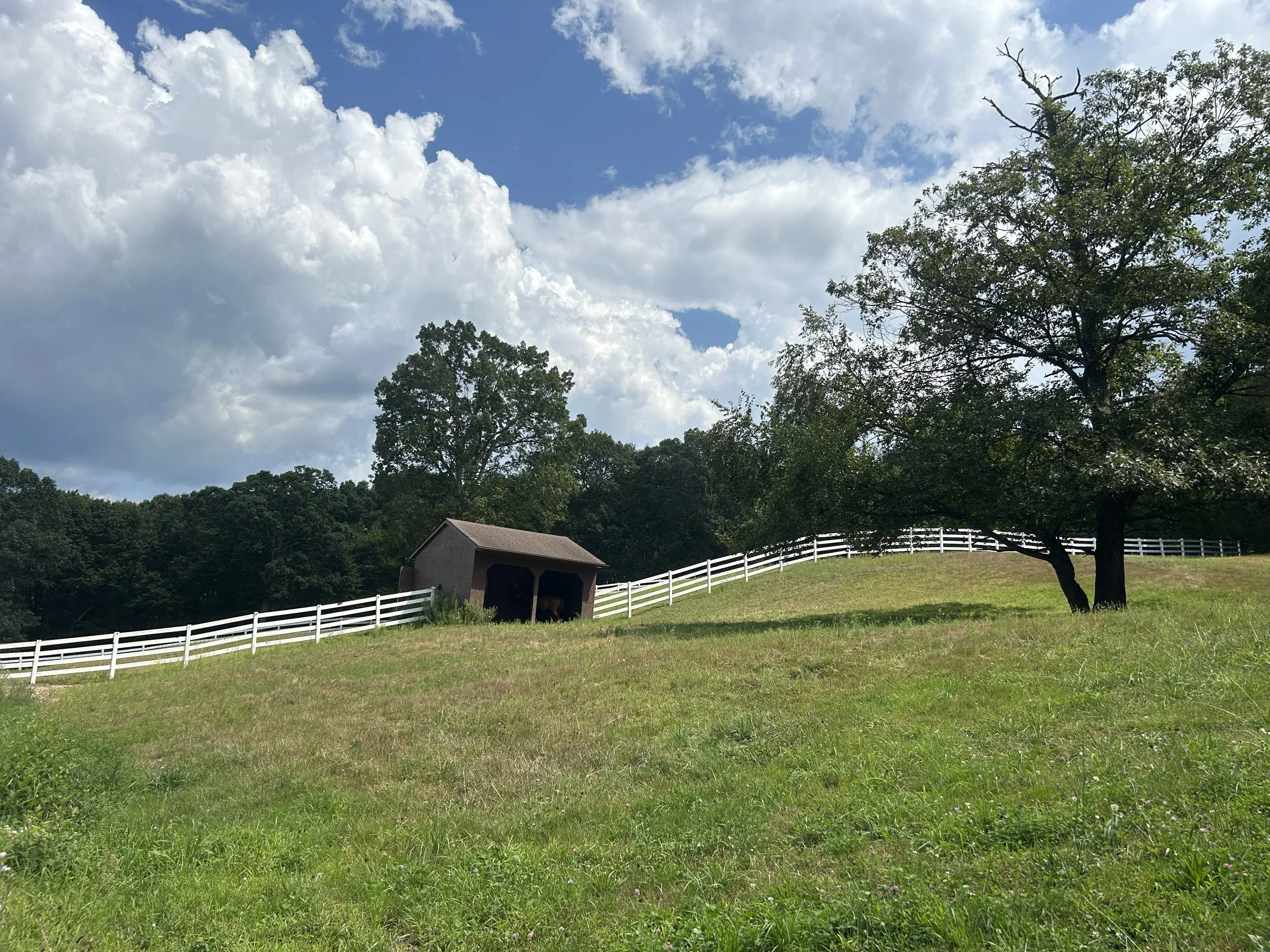 A green hillside with a large tree and a small barn or shed in the background under a partly cloudy sky.