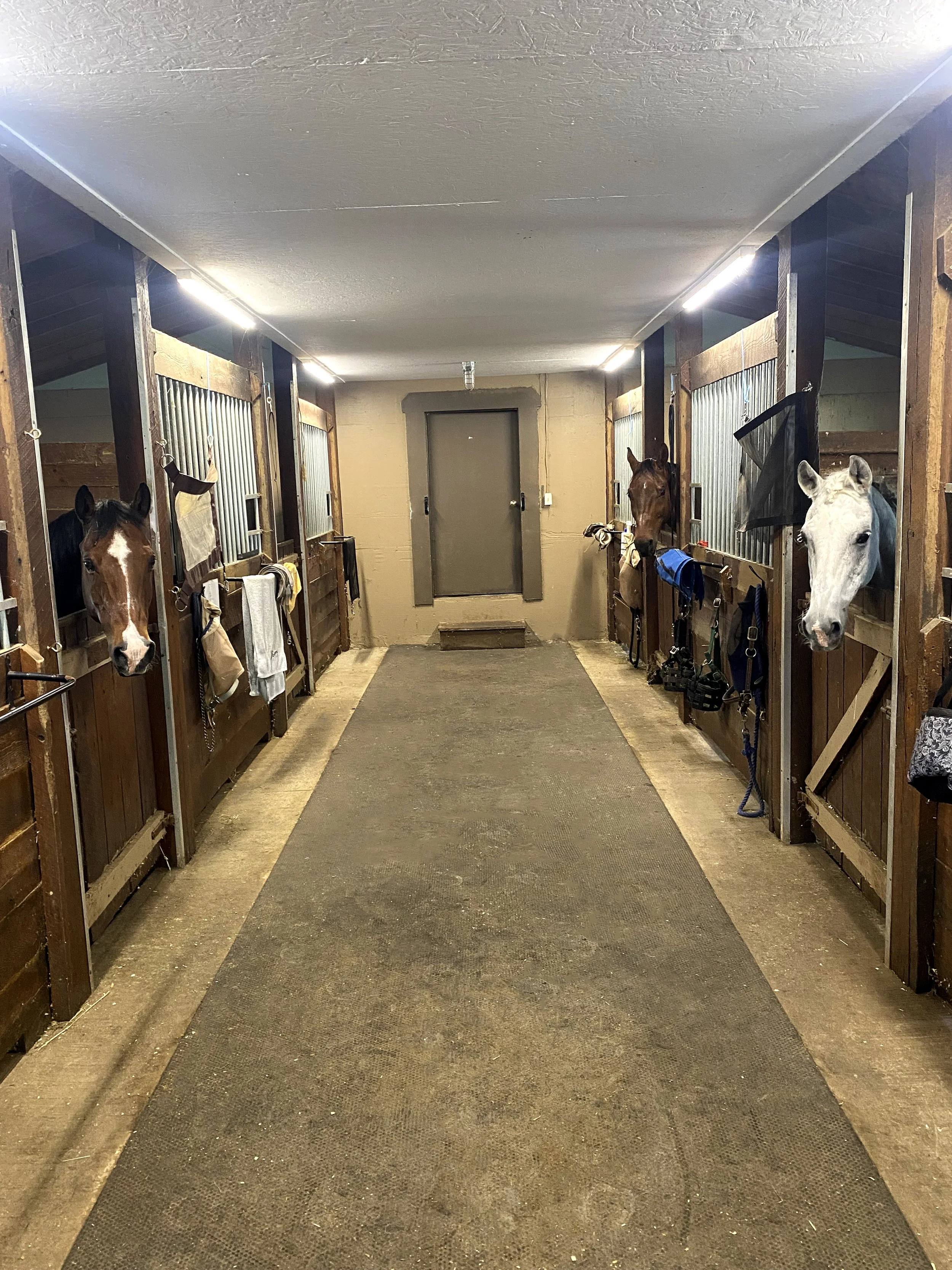 Inside a horse stable with four horses, two on each side, looking out of their stalls.