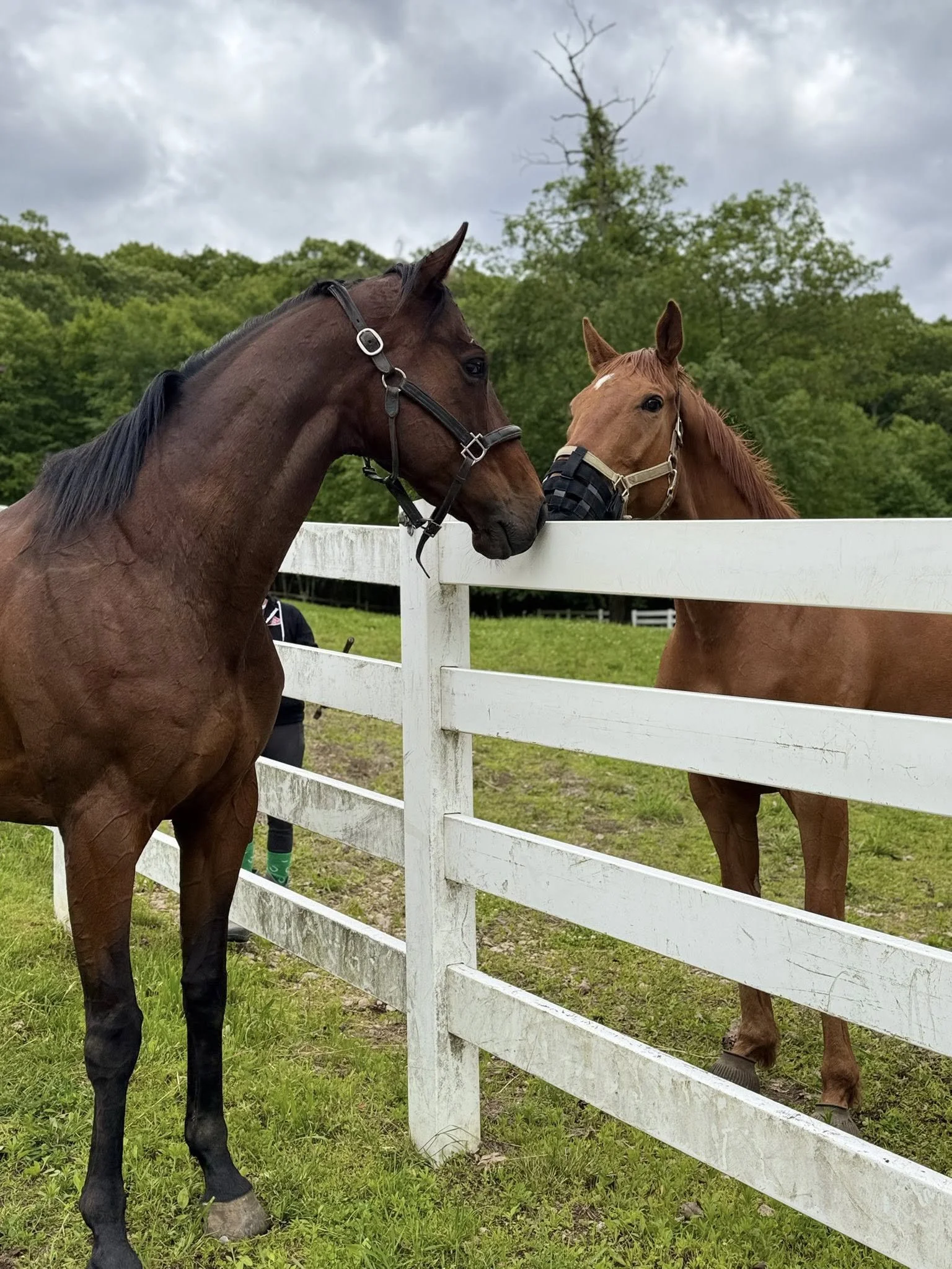 Two horses are nuzzling near a white fence on a cloudy day, surrounded by green trees.