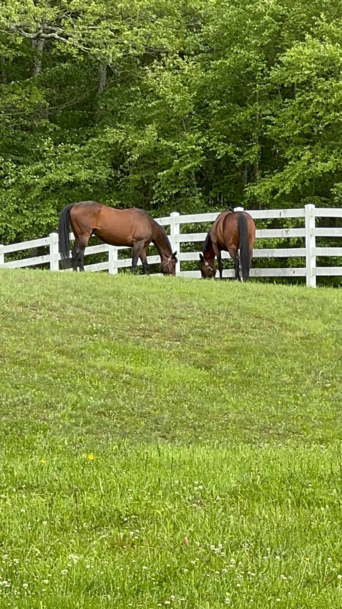 Two brown horses grazing on a grassy hill near a white wooden fence with green trees in the background.