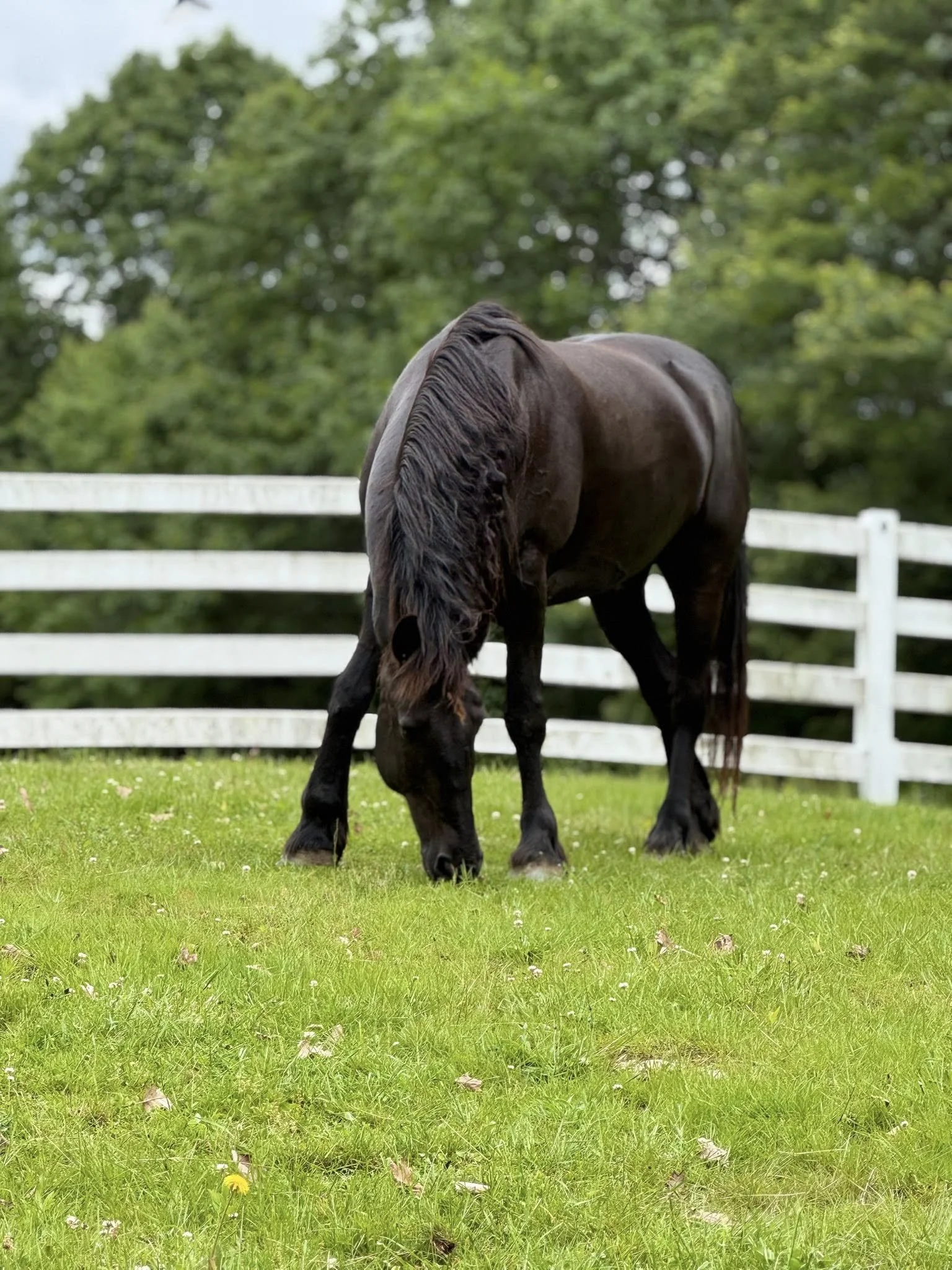 A black horse grazing on green grass in a fenced pasture with trees in the background.