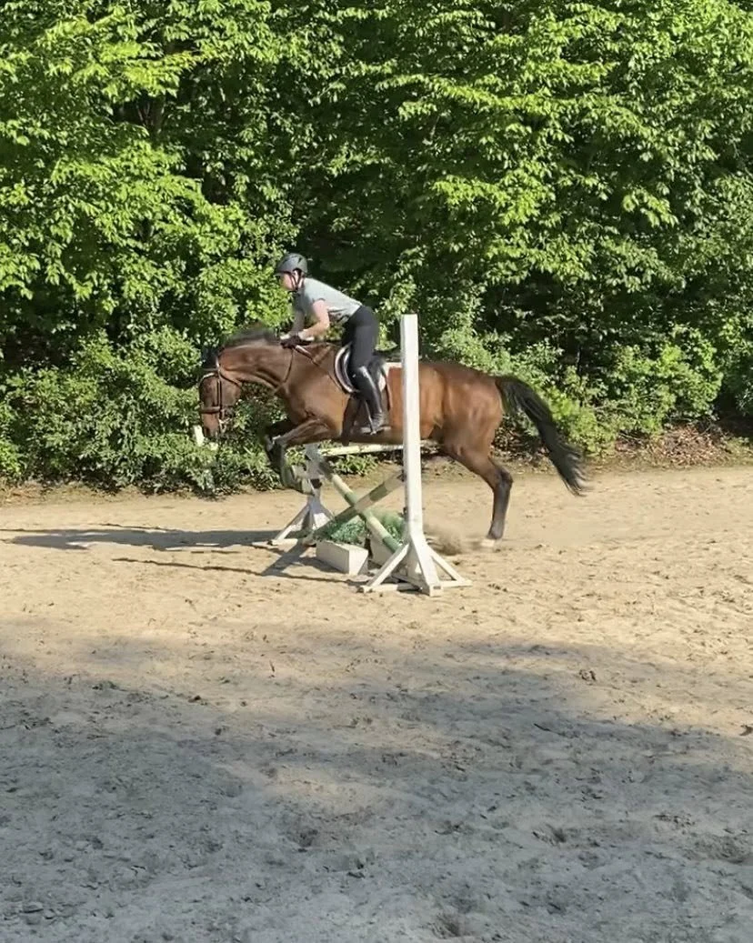 A person riding a brown horse over a jump in an outdoor riding arena with green trees in the background.