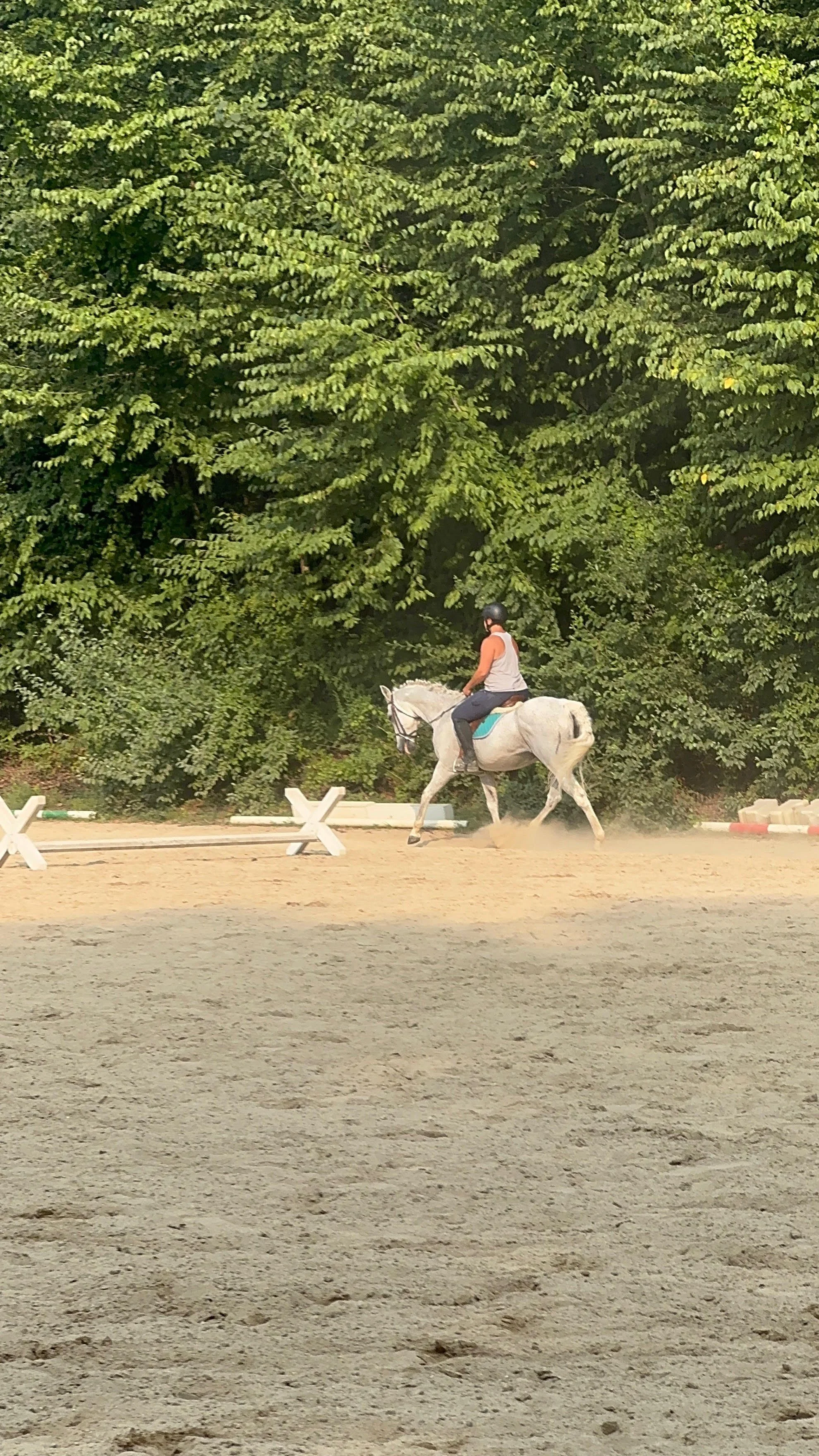 A person riding a white horse on a sandy outdoor riding arena with green trees in the background.