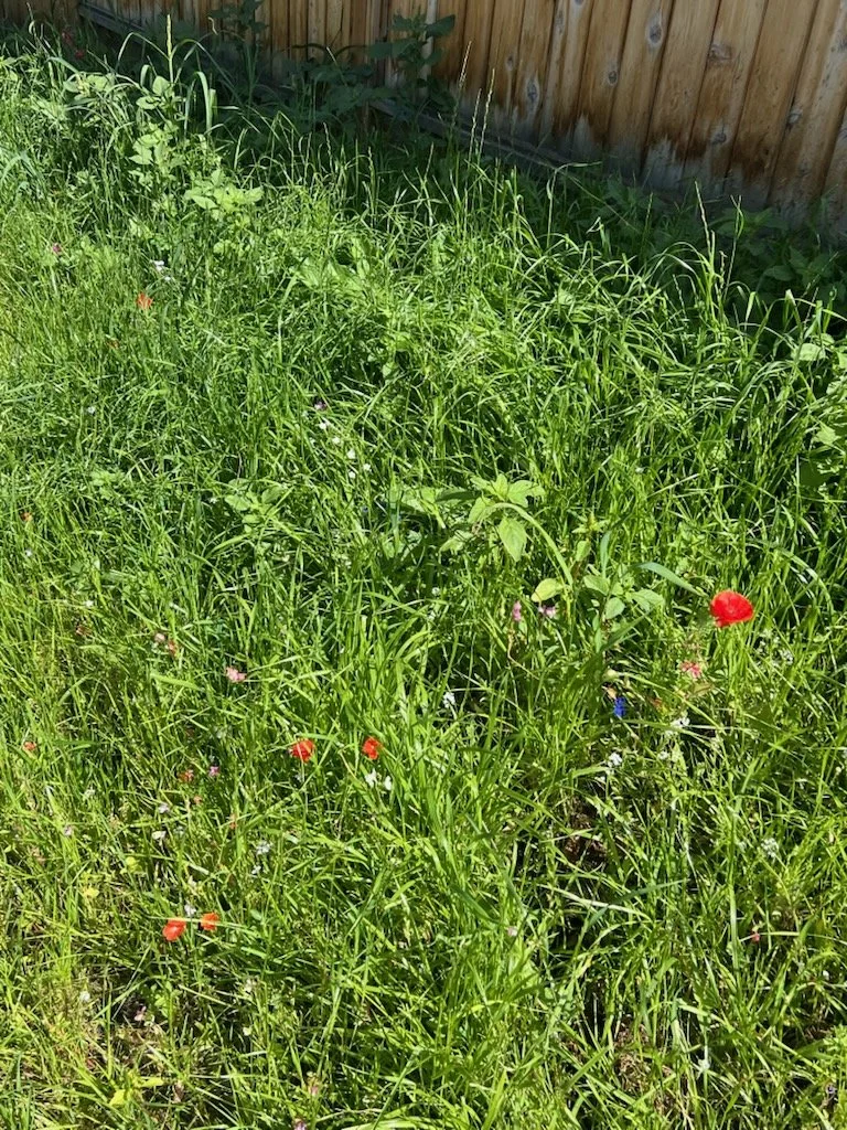 wildflower mix.jpg