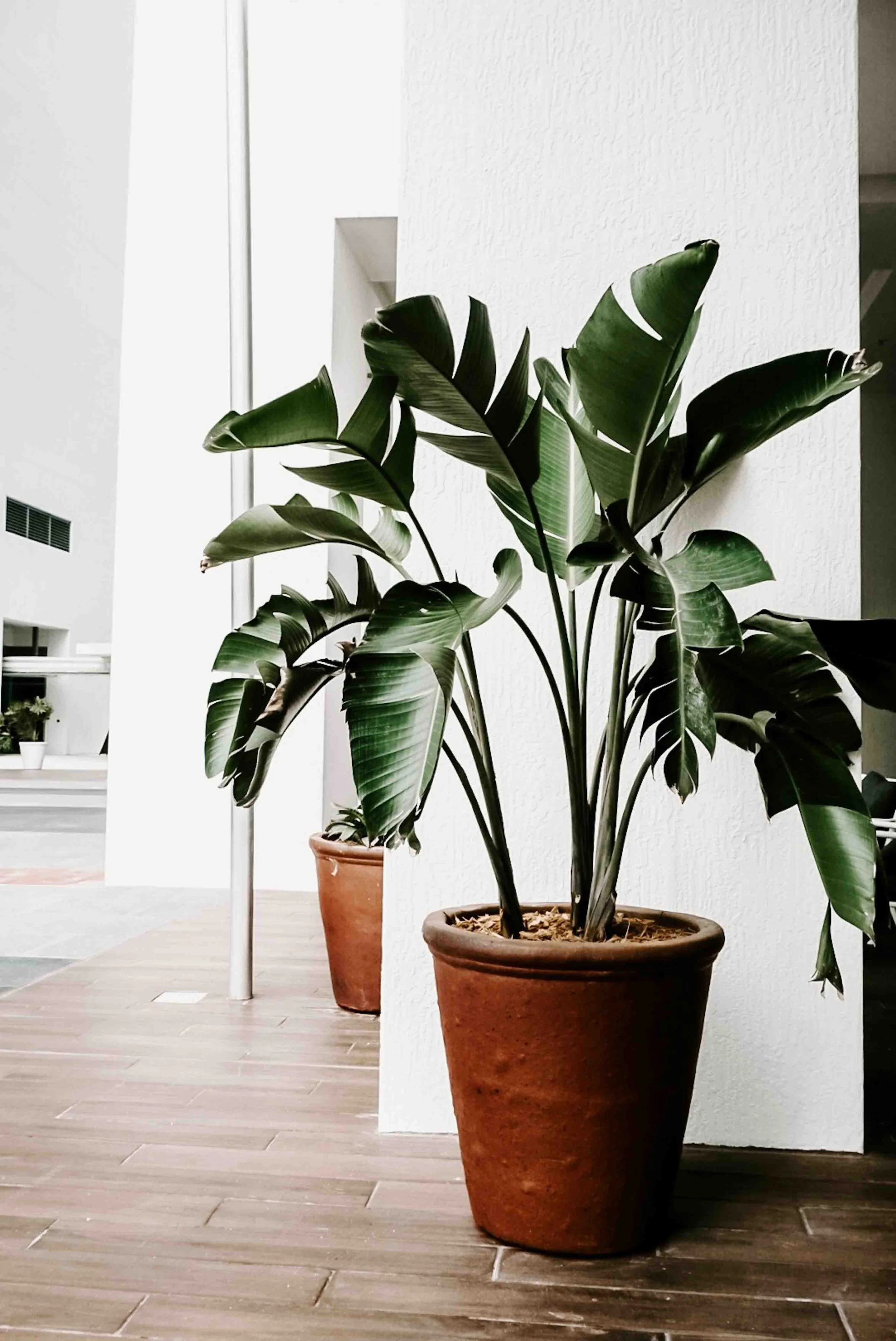 Plant in an Online Counselling Office in BC