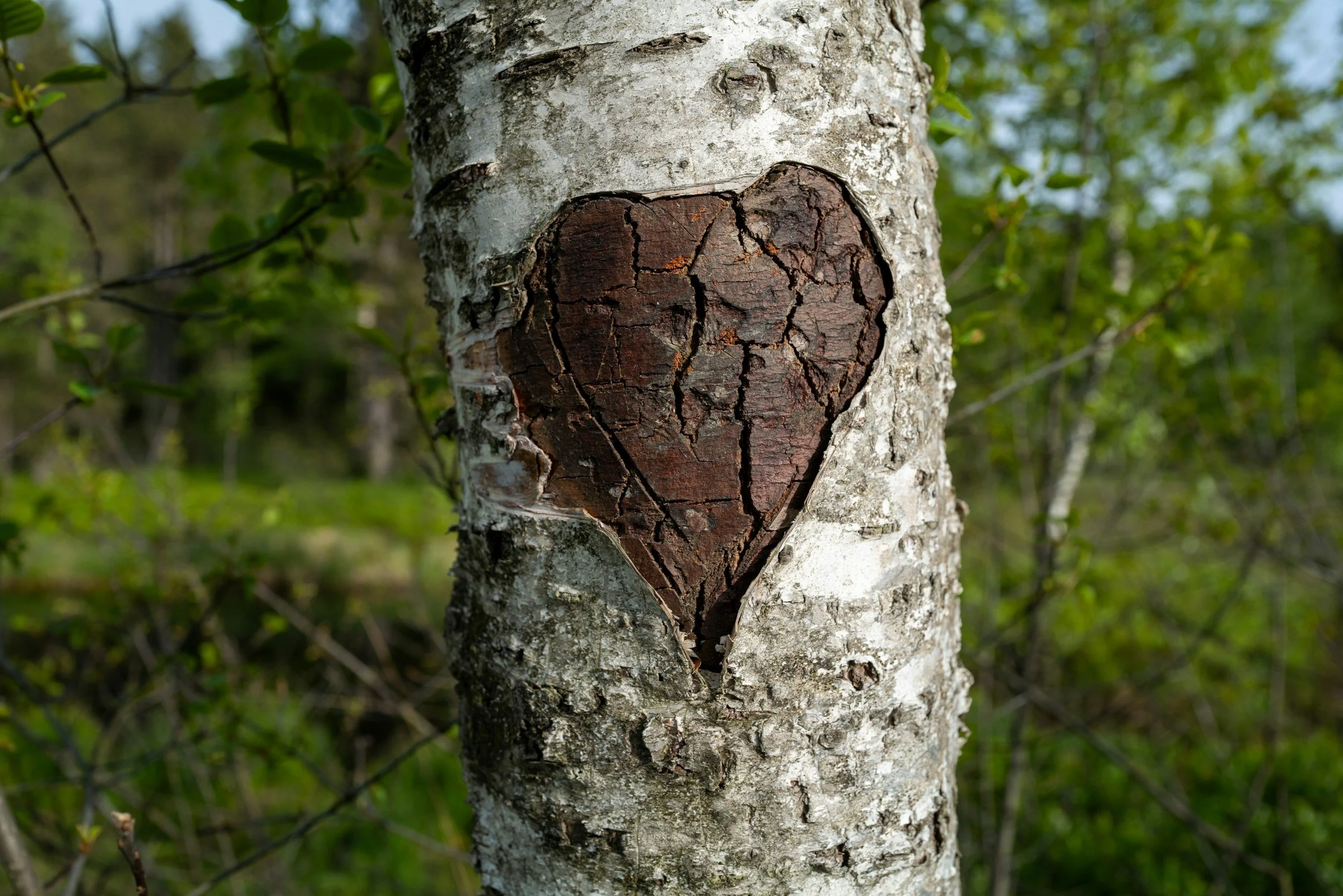 Tree with a heart carved into it outside a Virtual Counselling session