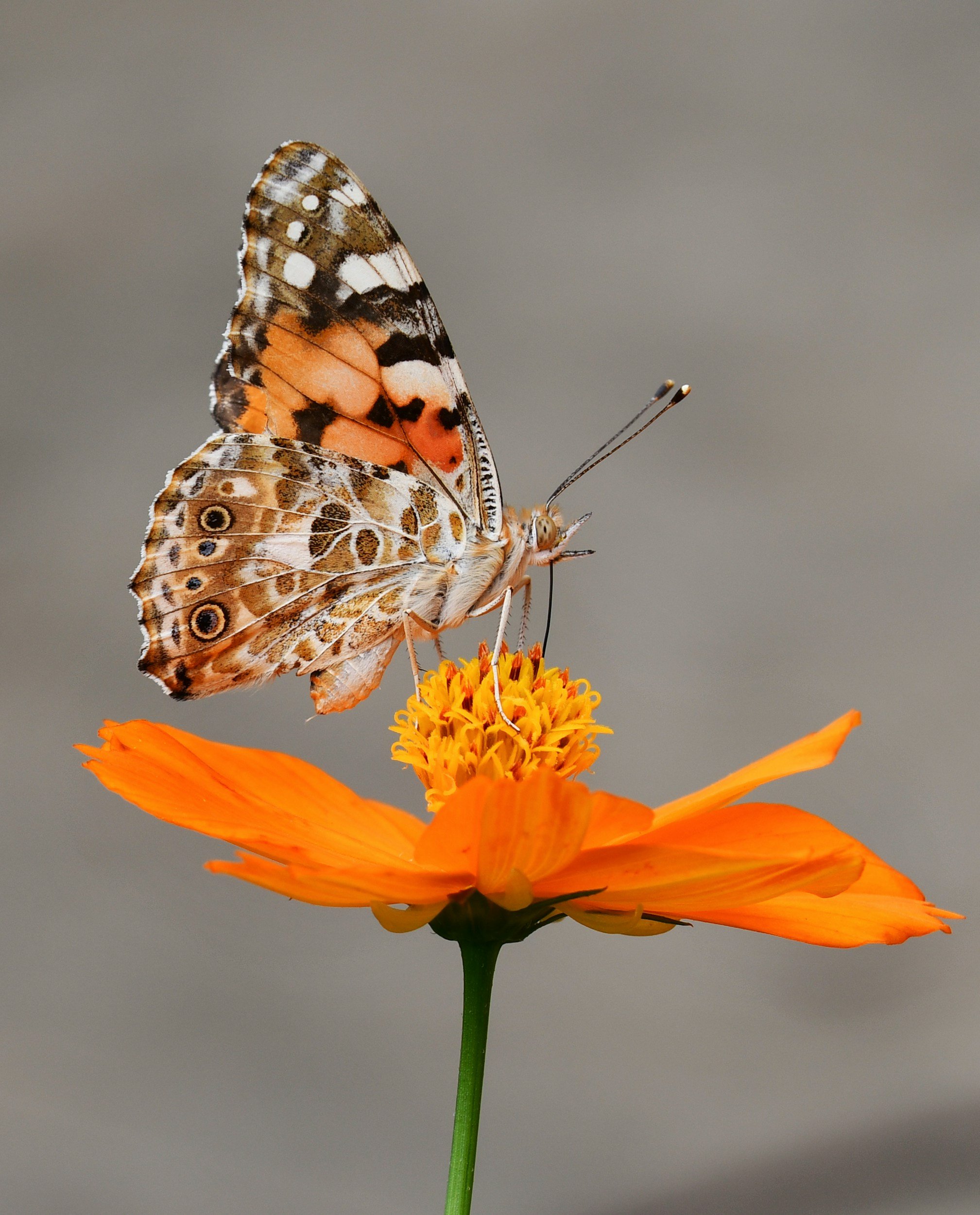 A butterfly lands on an oranger flower representing therapy techniques for learning new ways to meet stress, emotions or overwhelm with compassion in Online Counselling BC