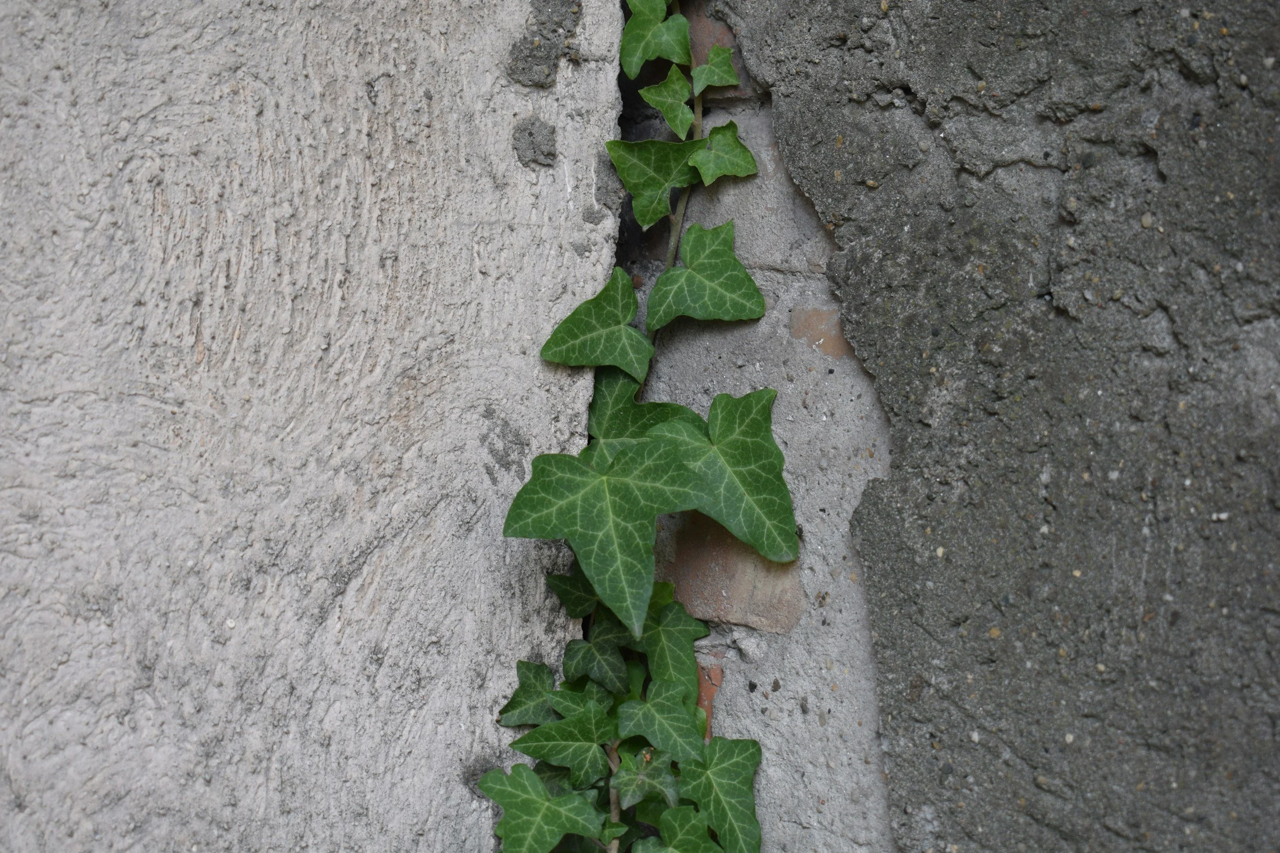 Green ivy growing through rocks, representing moving through life transitions or caregiving roles Virtual Therapy in BC