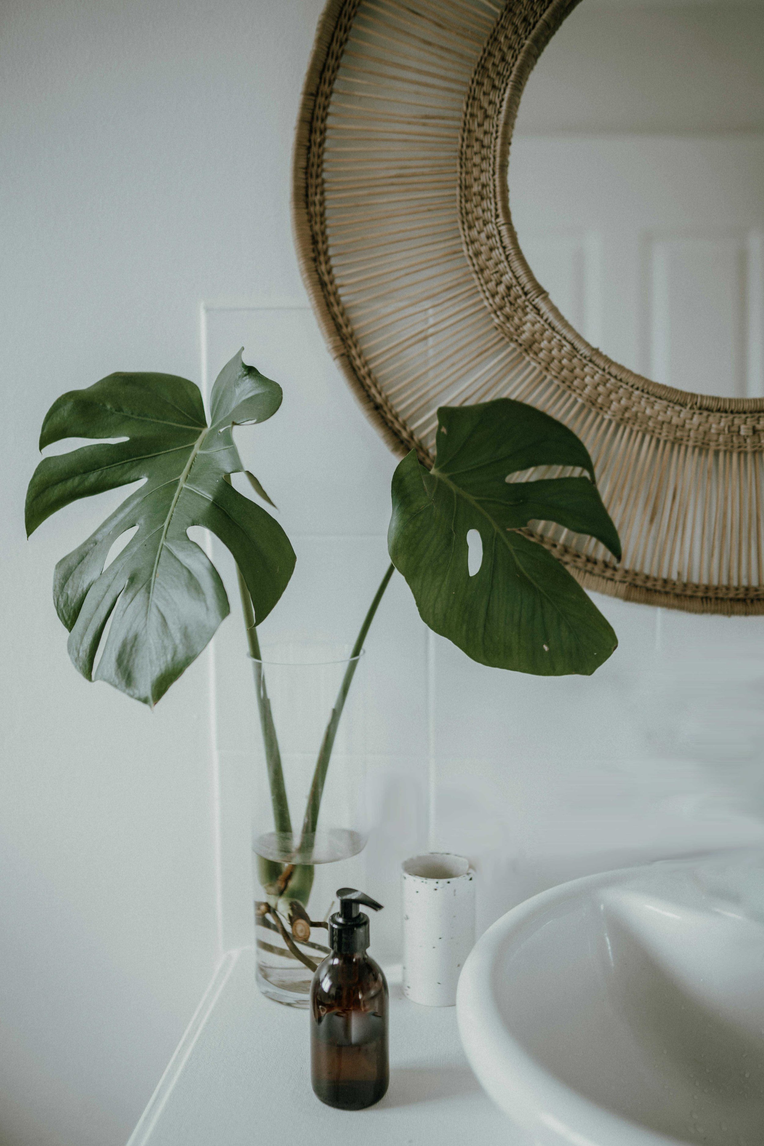 Green monteserra plant in a vase and rattan round mirror