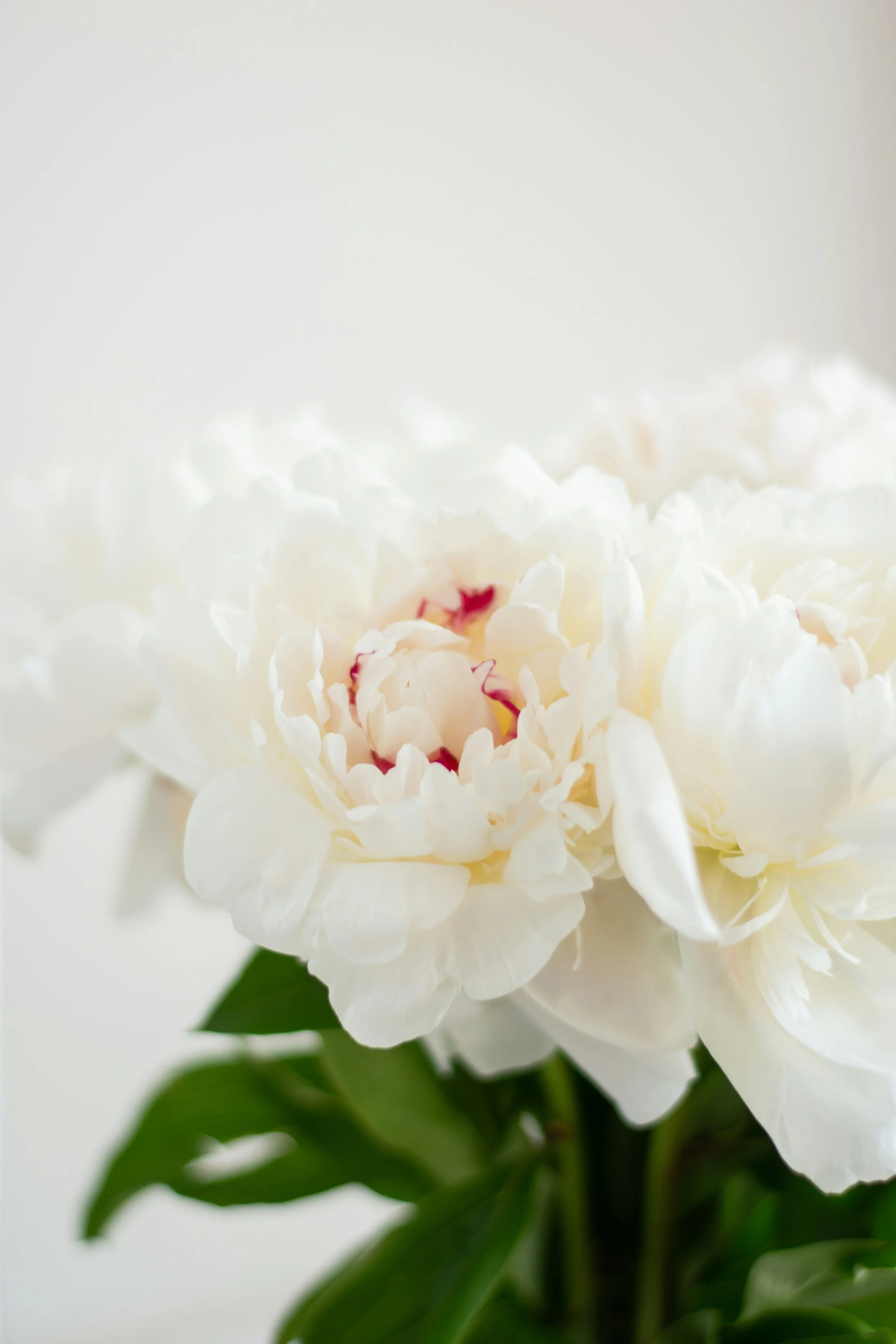 White peony in a virtual counselling office in BC